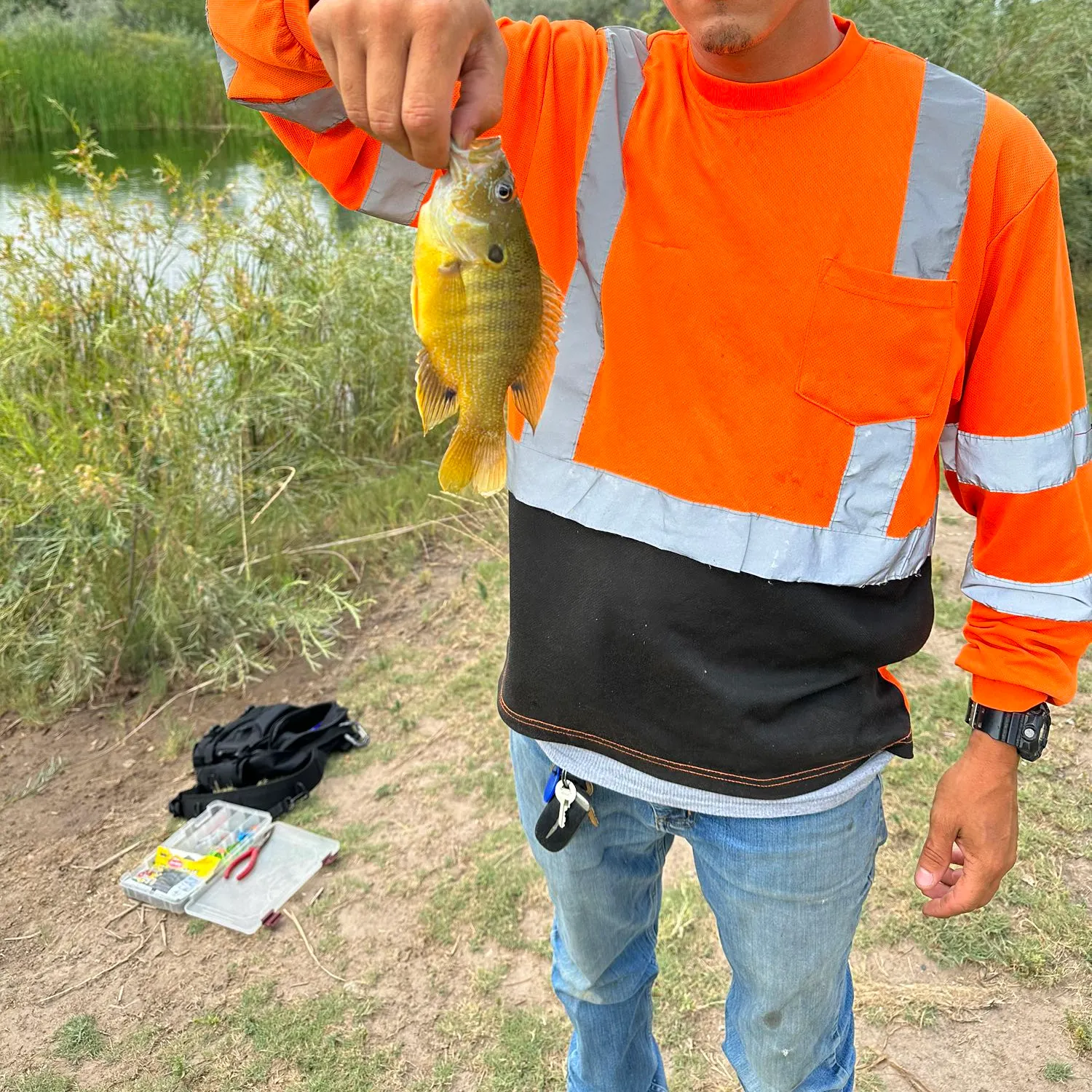 Green sunfish caught on Fishbrain