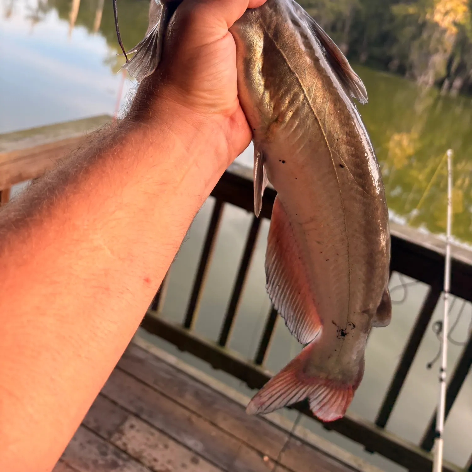 Channel catfish caught on Fishbrain