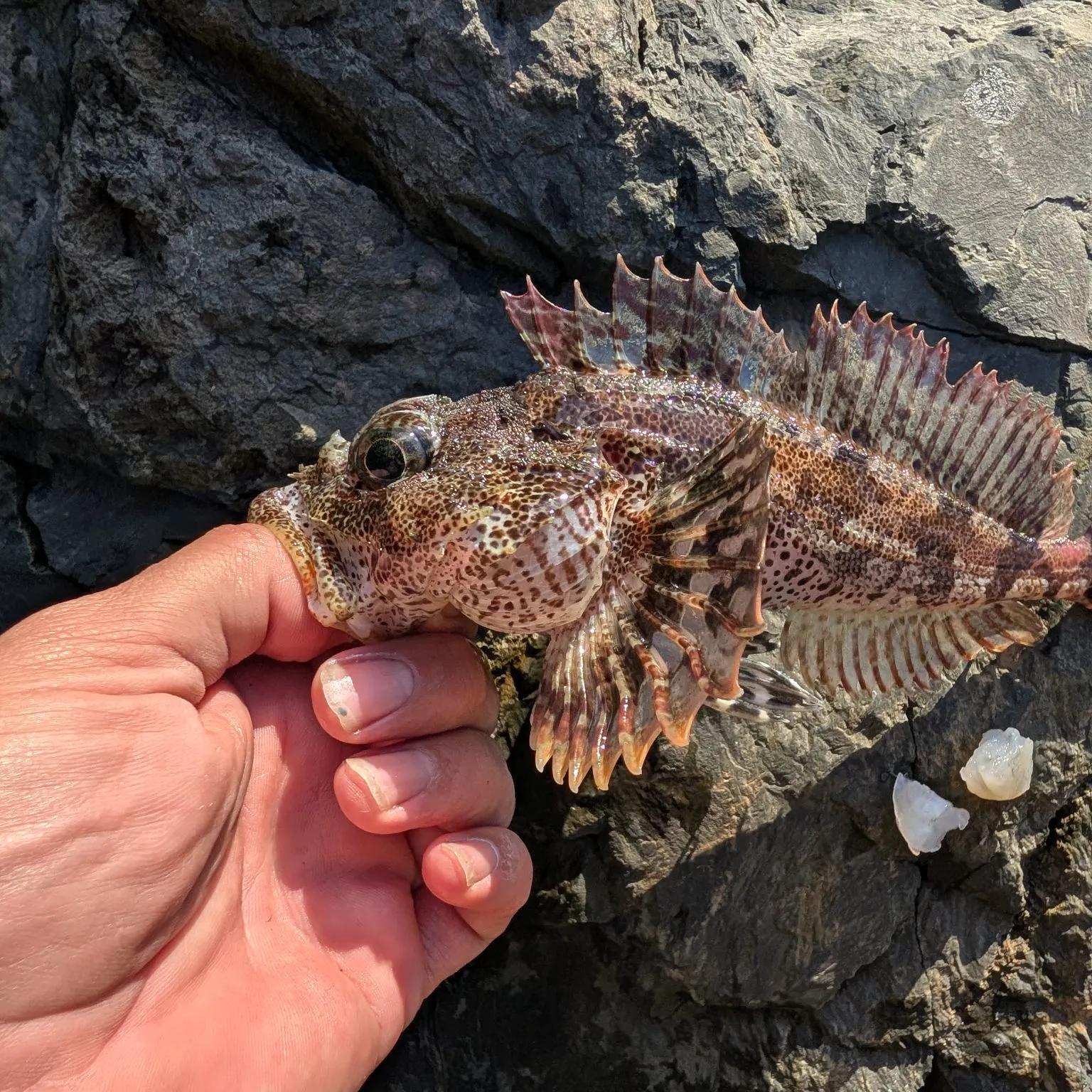 Red Irish lord caught on Fishbrain