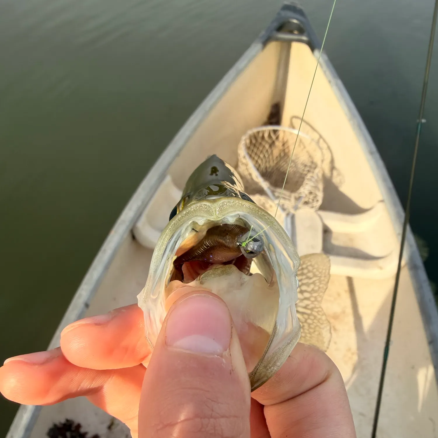 White crappie caught on Fishbrain