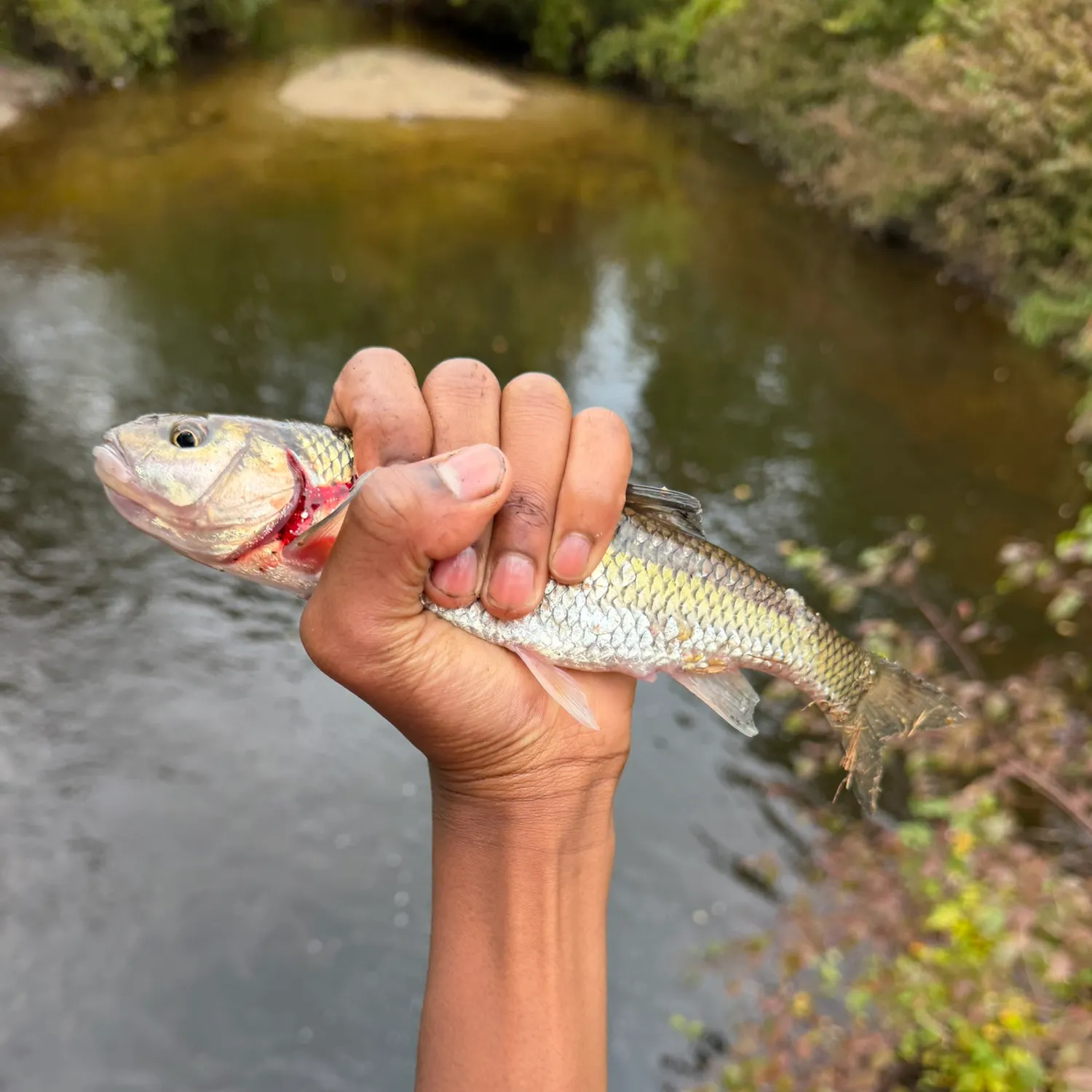 Fallfish caught on Fishbrain
