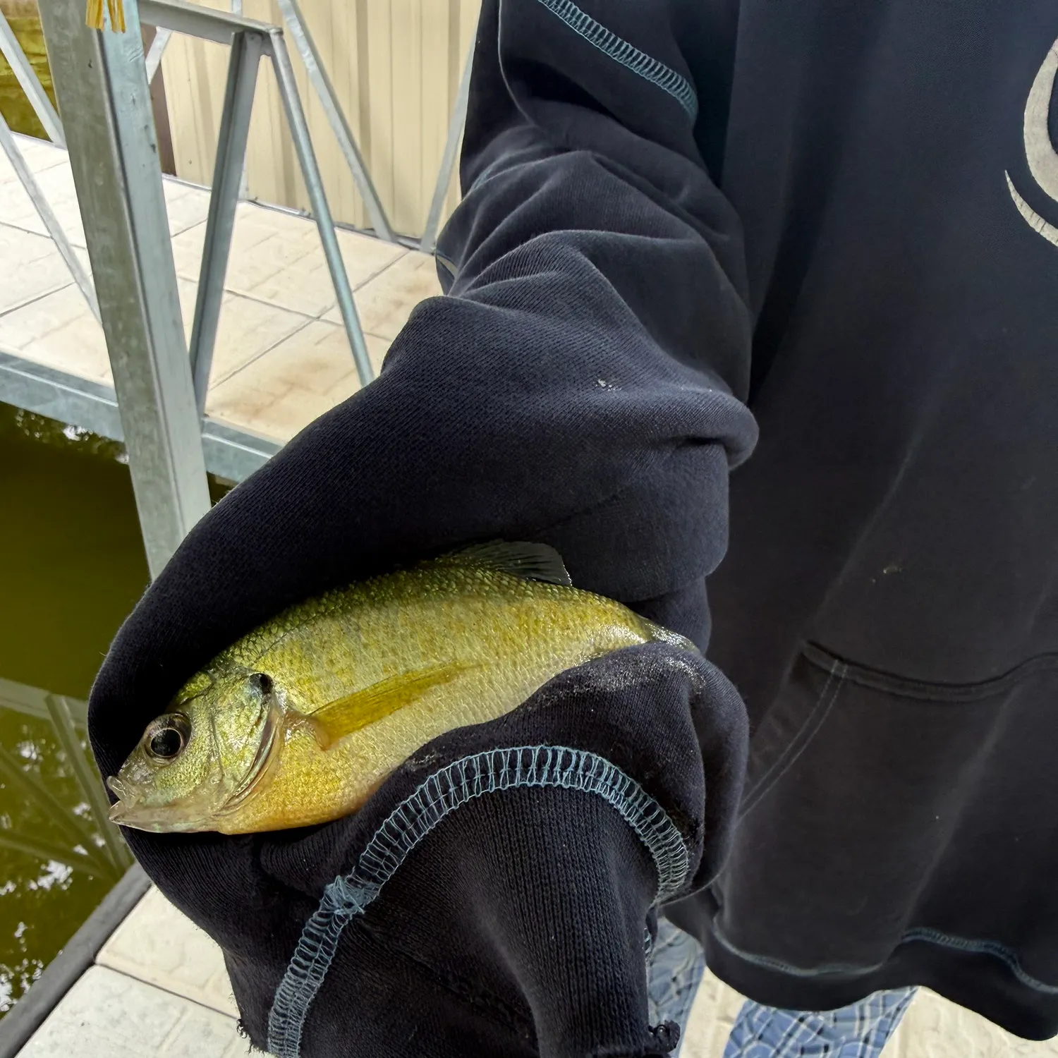 Green sunfish caught on Fishbrain