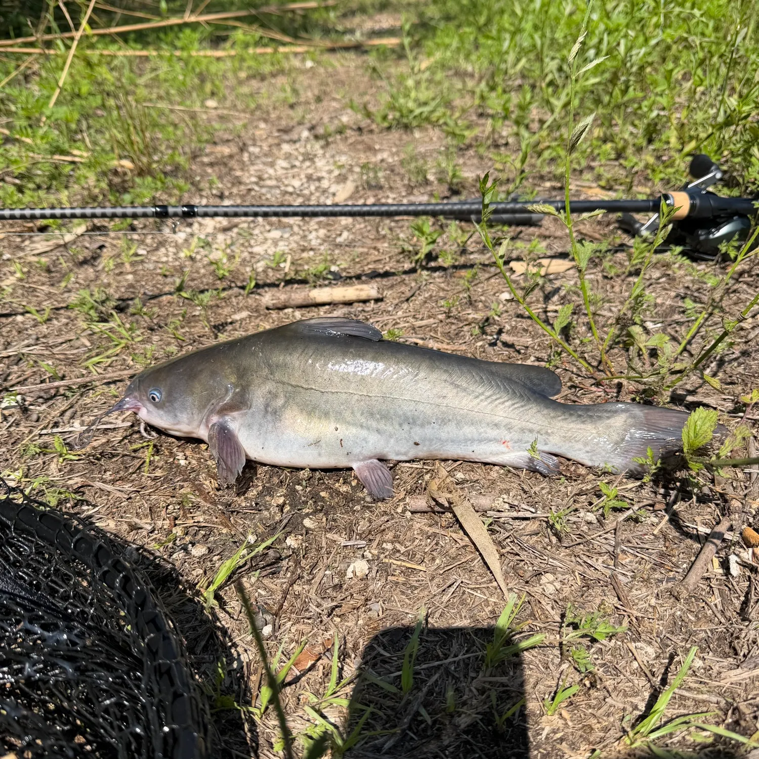 The most recent White bullhead catches on Fishbrain