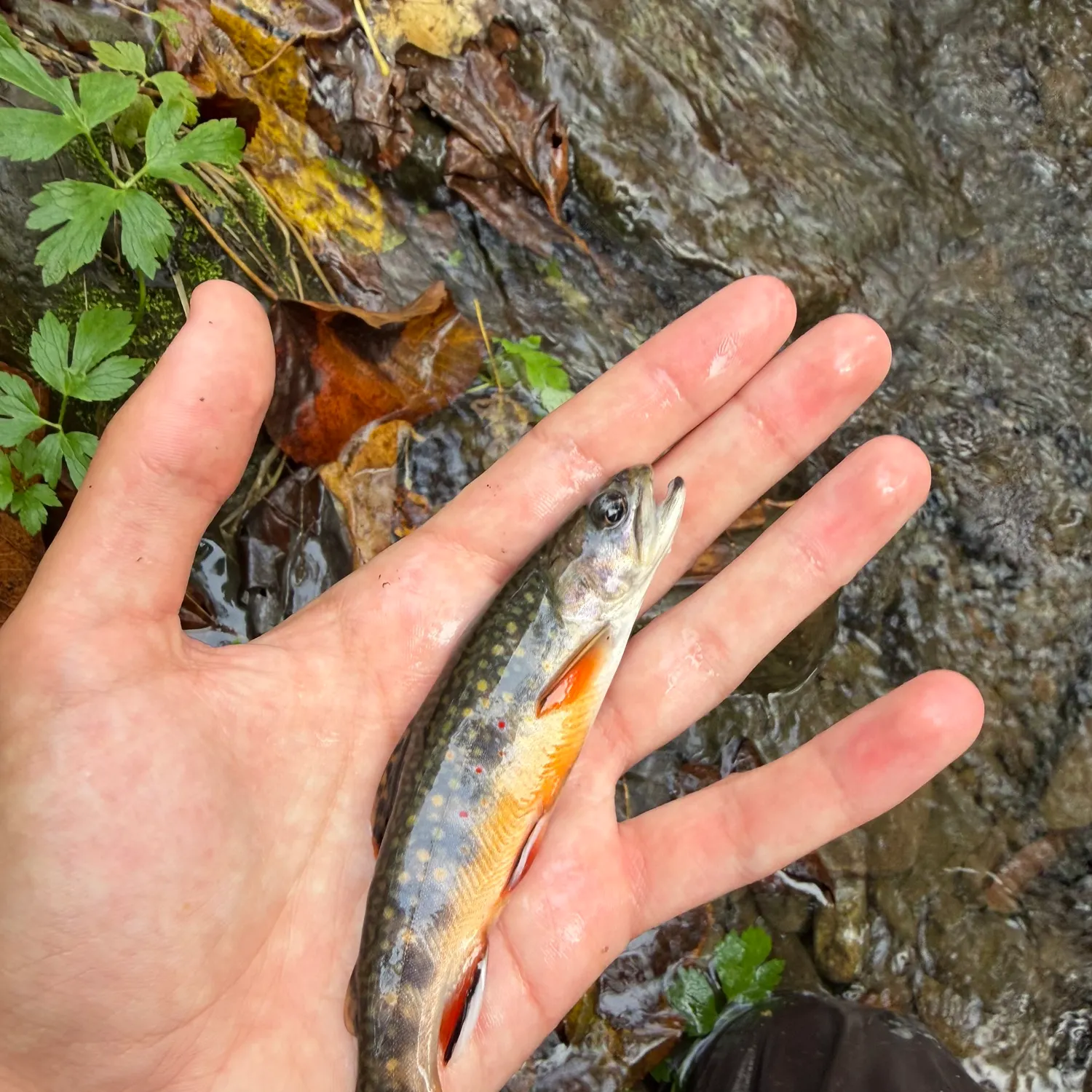 Brook trout caught on Fishbrain