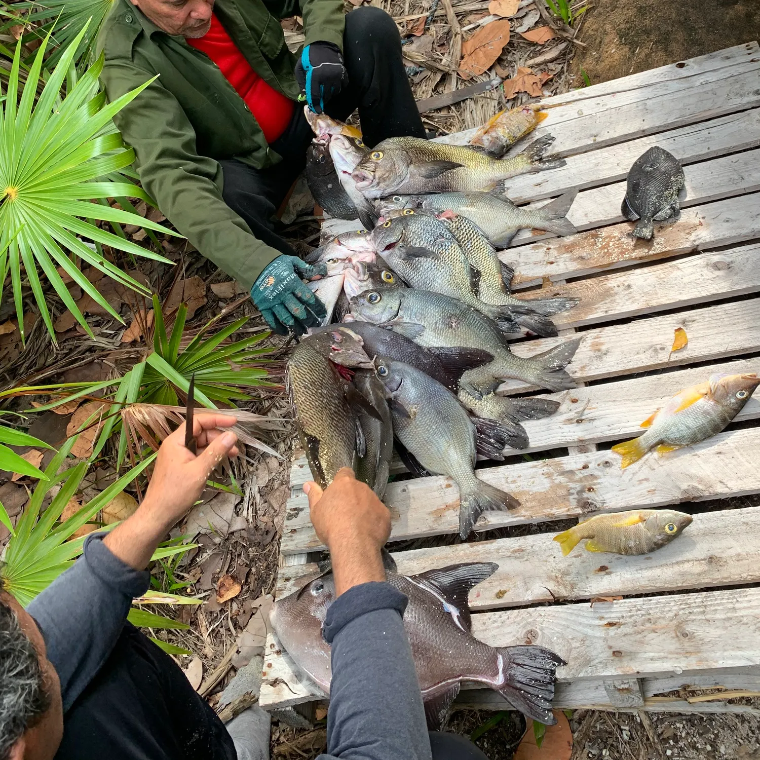 recently logged catches
