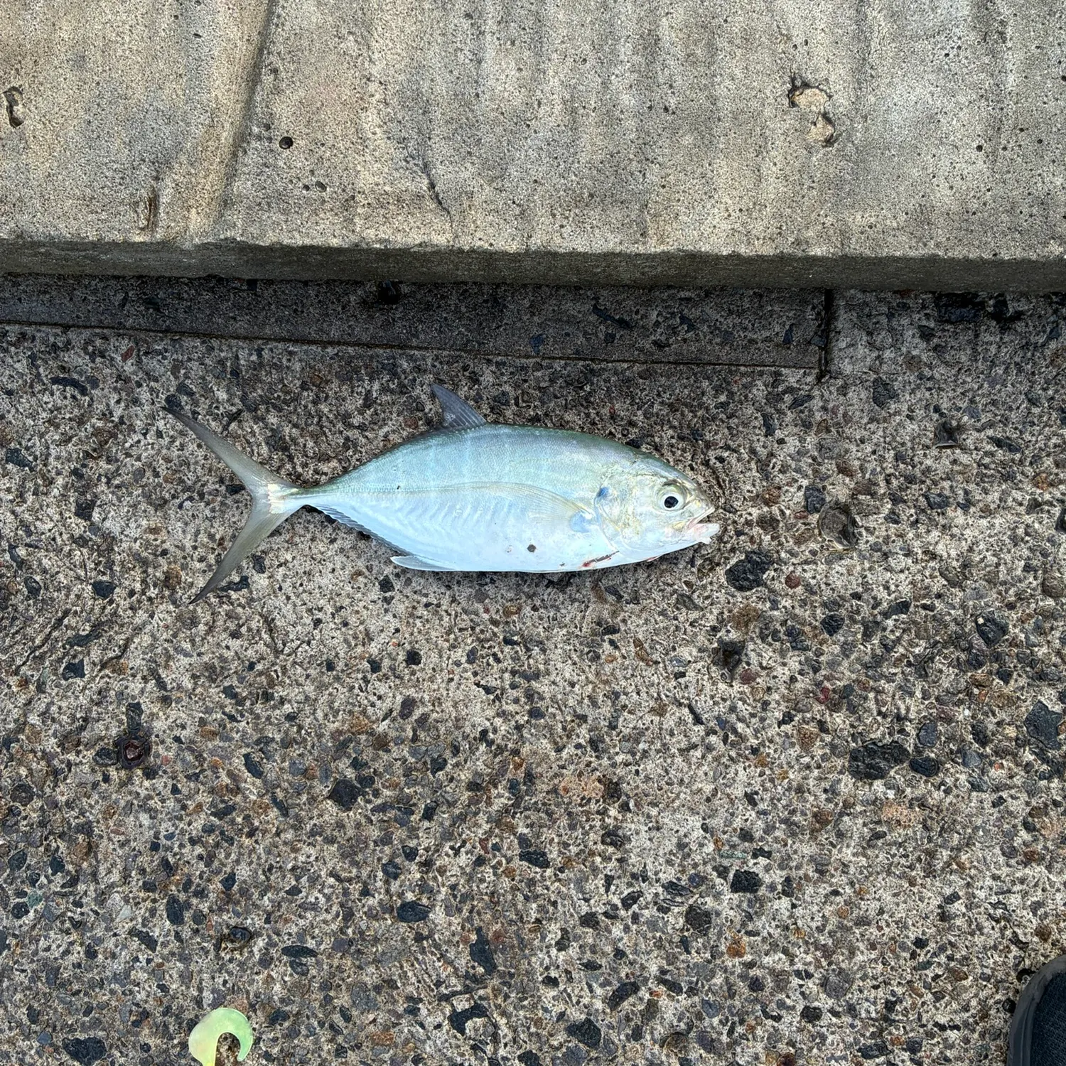 The most recent Blue runner catches on Fishbrain
