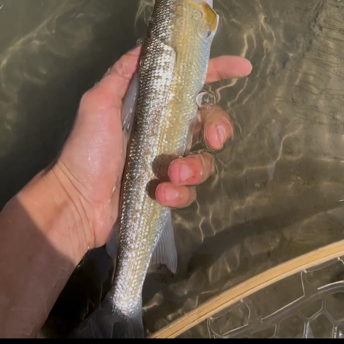 The most recent Mountain whitefish catches on Fishbrain