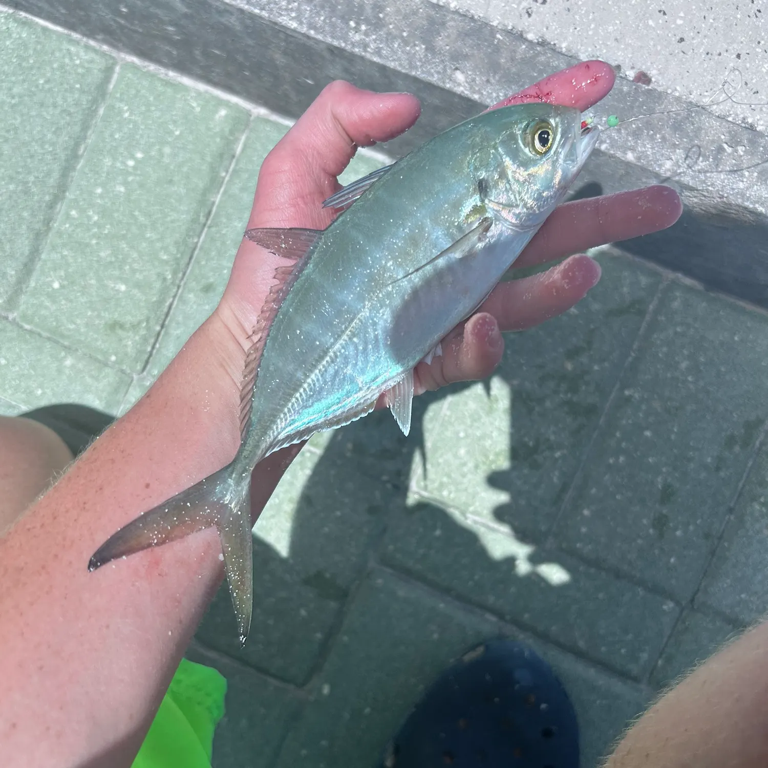 Blue runner caught on Fishbrain