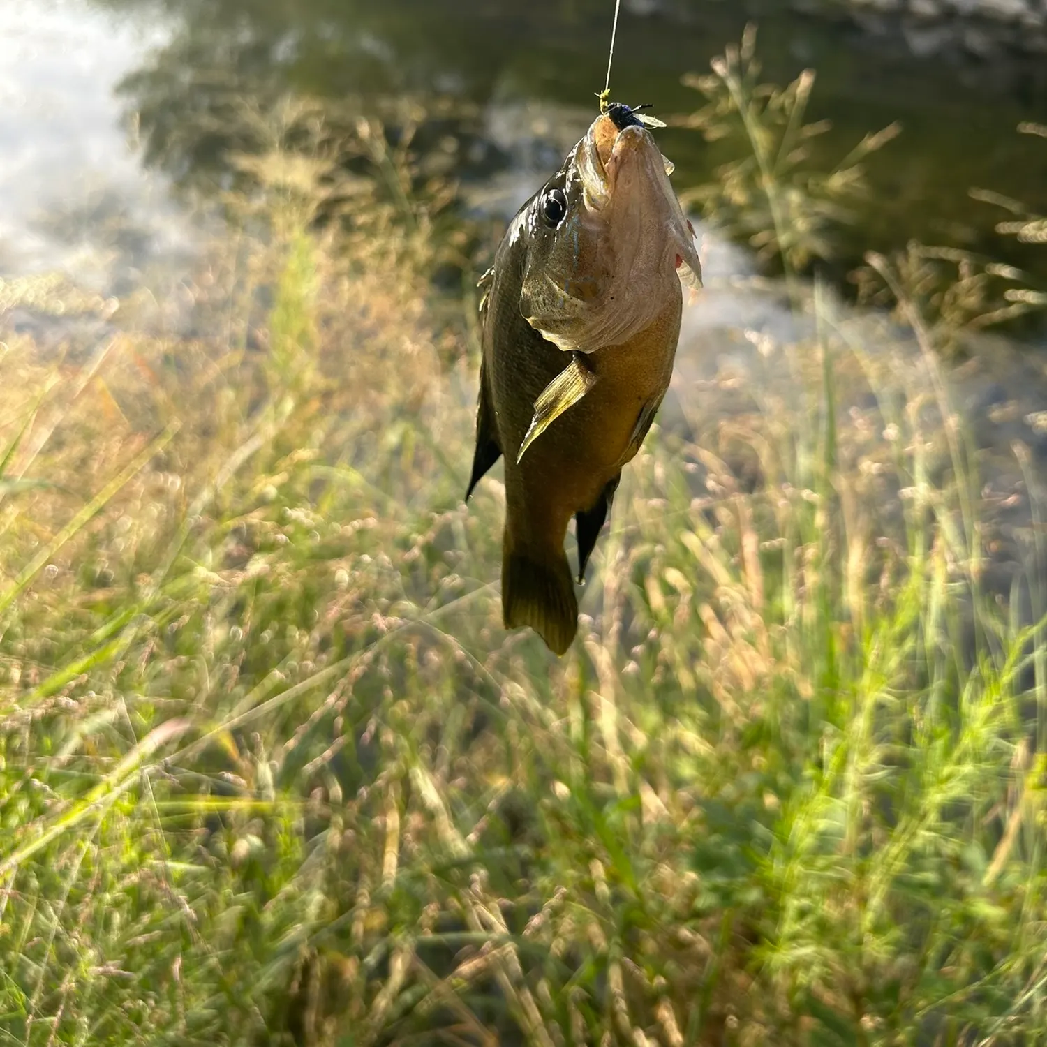 Green sunfish caught on Fishbrain