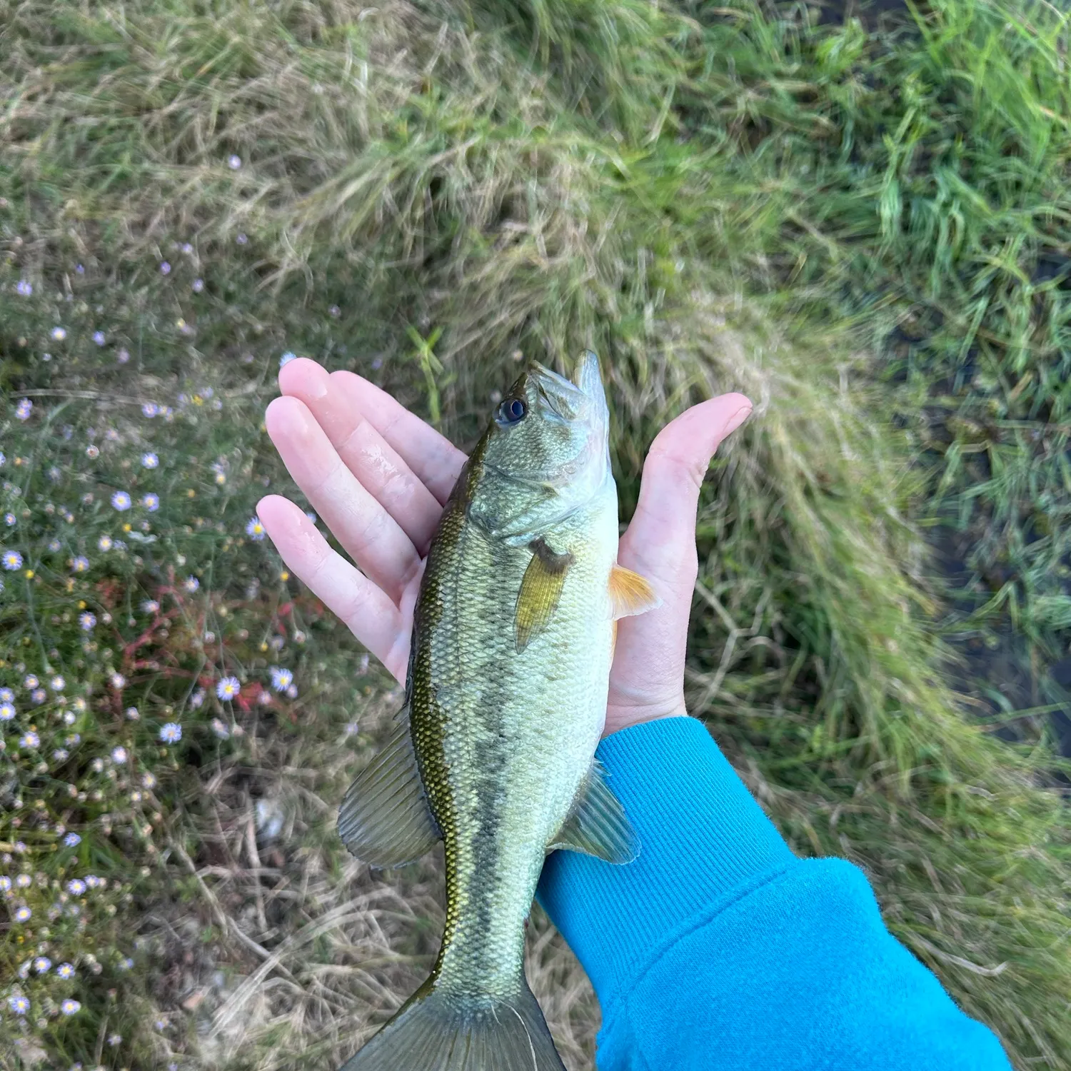 Fish caught on Fishbrain