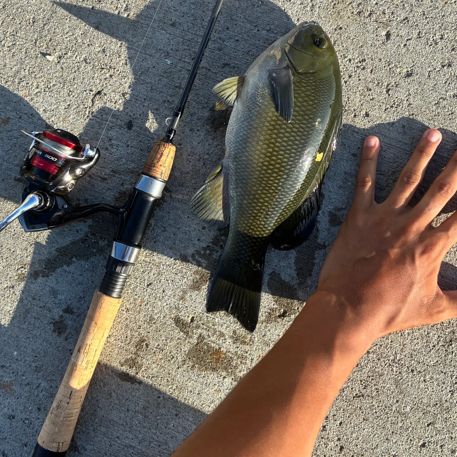 The most recent Opaleye catches on Fishbrain