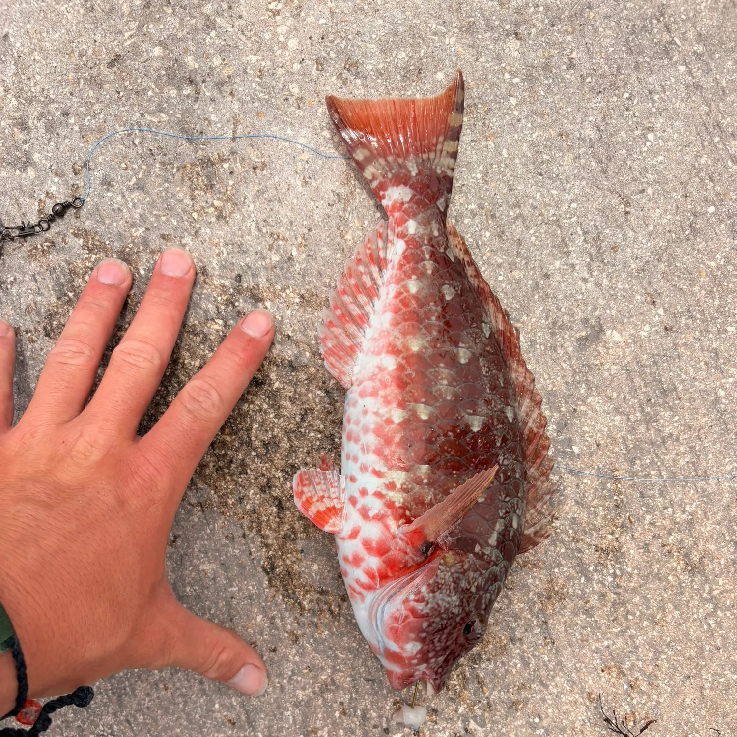 The most recent Japanese parrotfish catches on Fishbrain