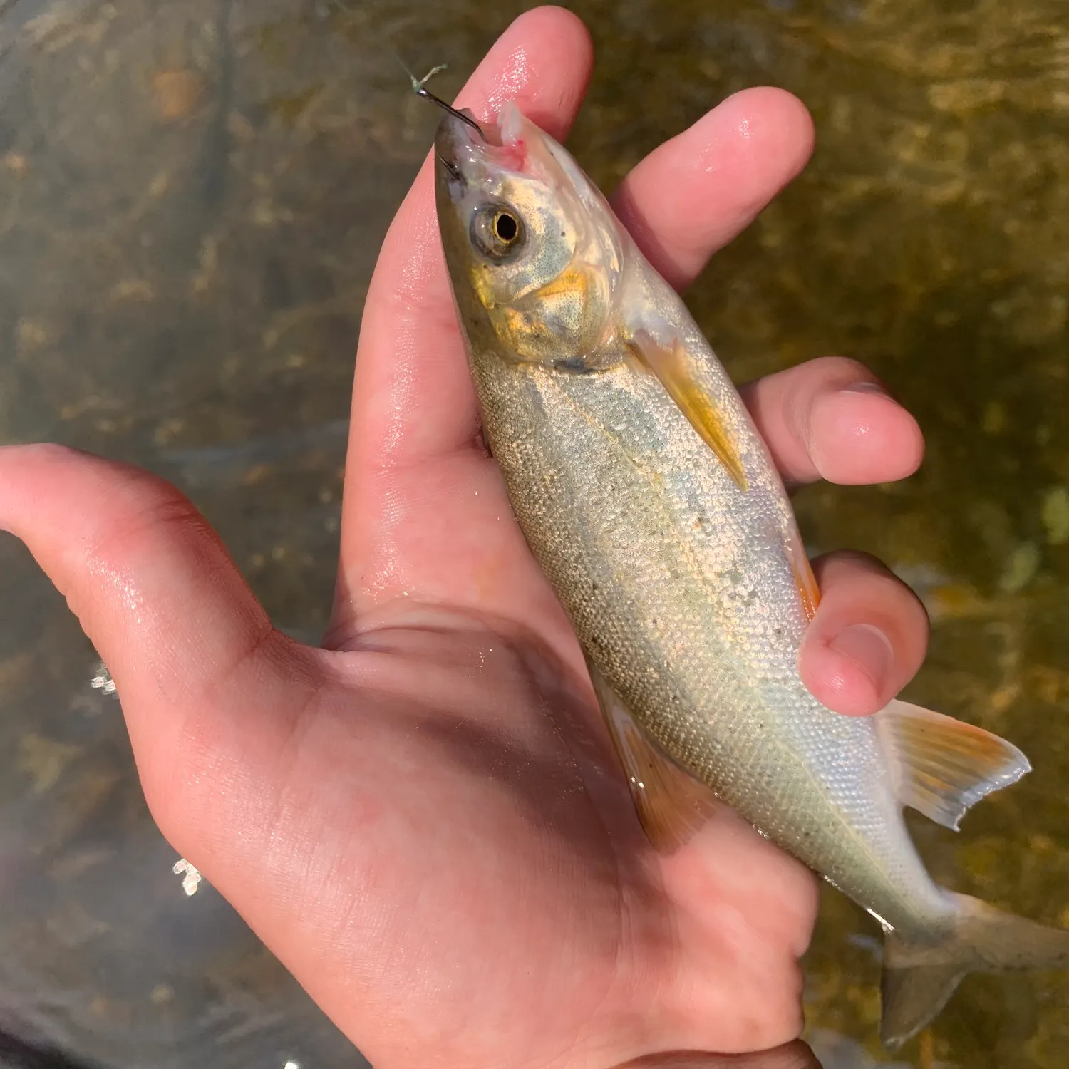 The most recent Chiselmouth catches on Fishbrain