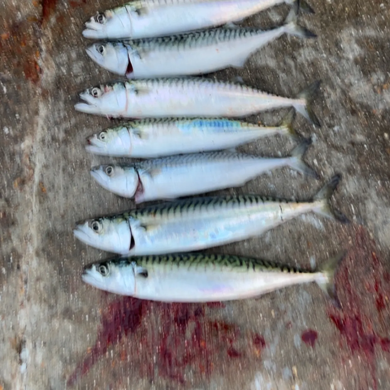 Atlantic mackerel caught on Fishbrain