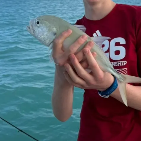 The most recent Greater amberjack catches on Fishbrain