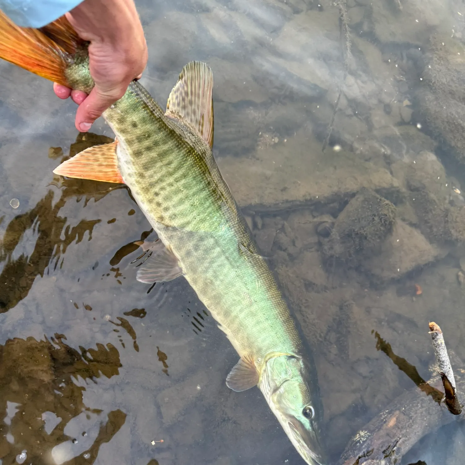 recently logged catches