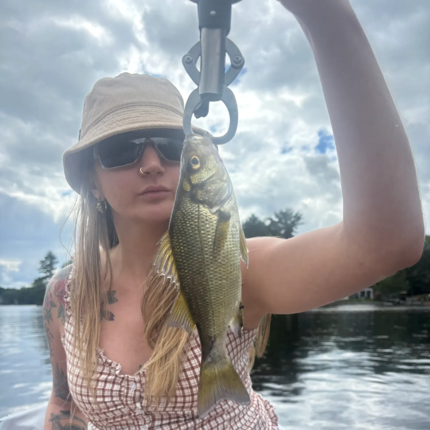 White perch caught on Fishbrain