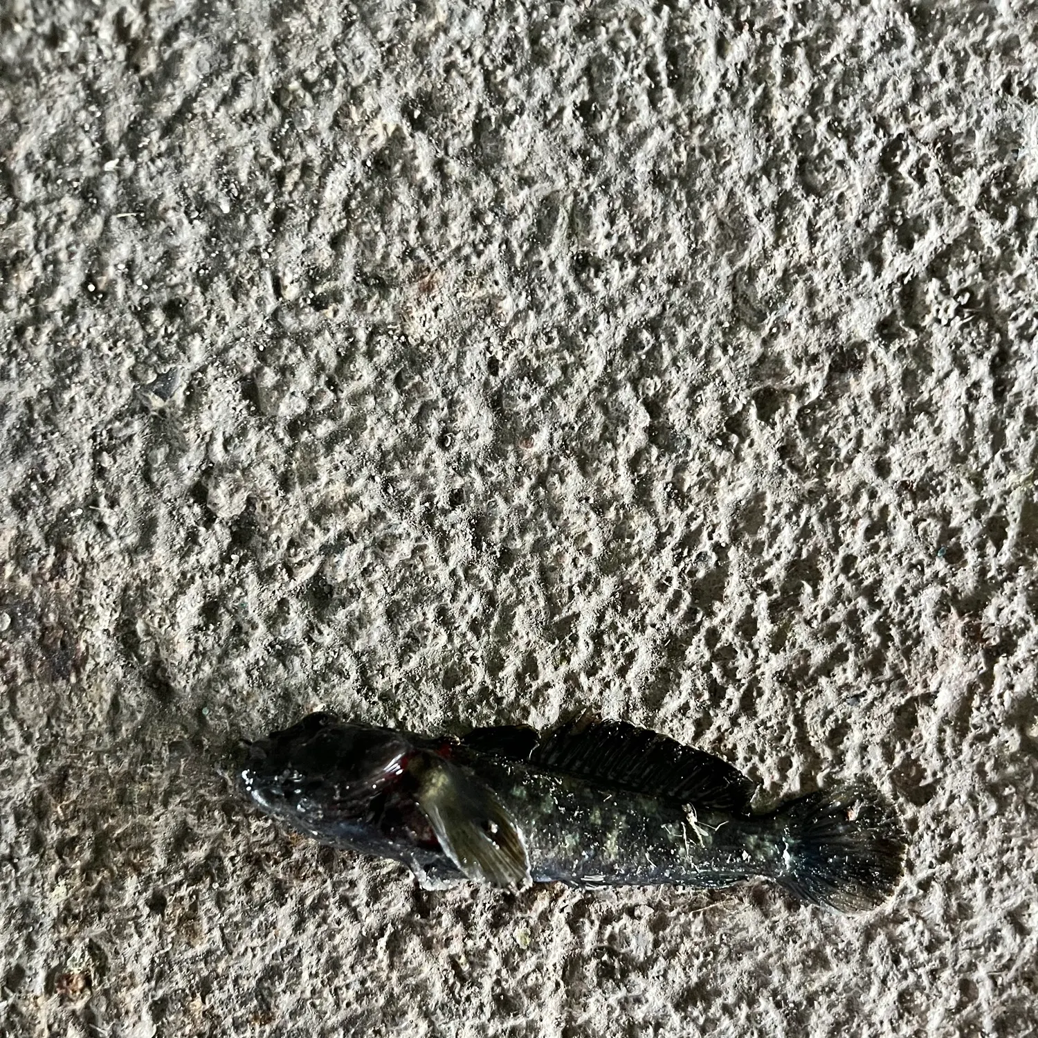 The most recent Round goby catches on Fishbrain
