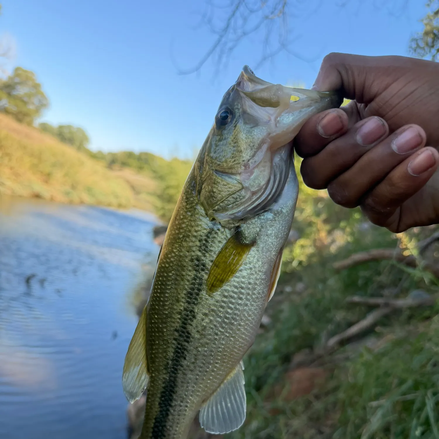 Spotted bass caught on Fishbrain