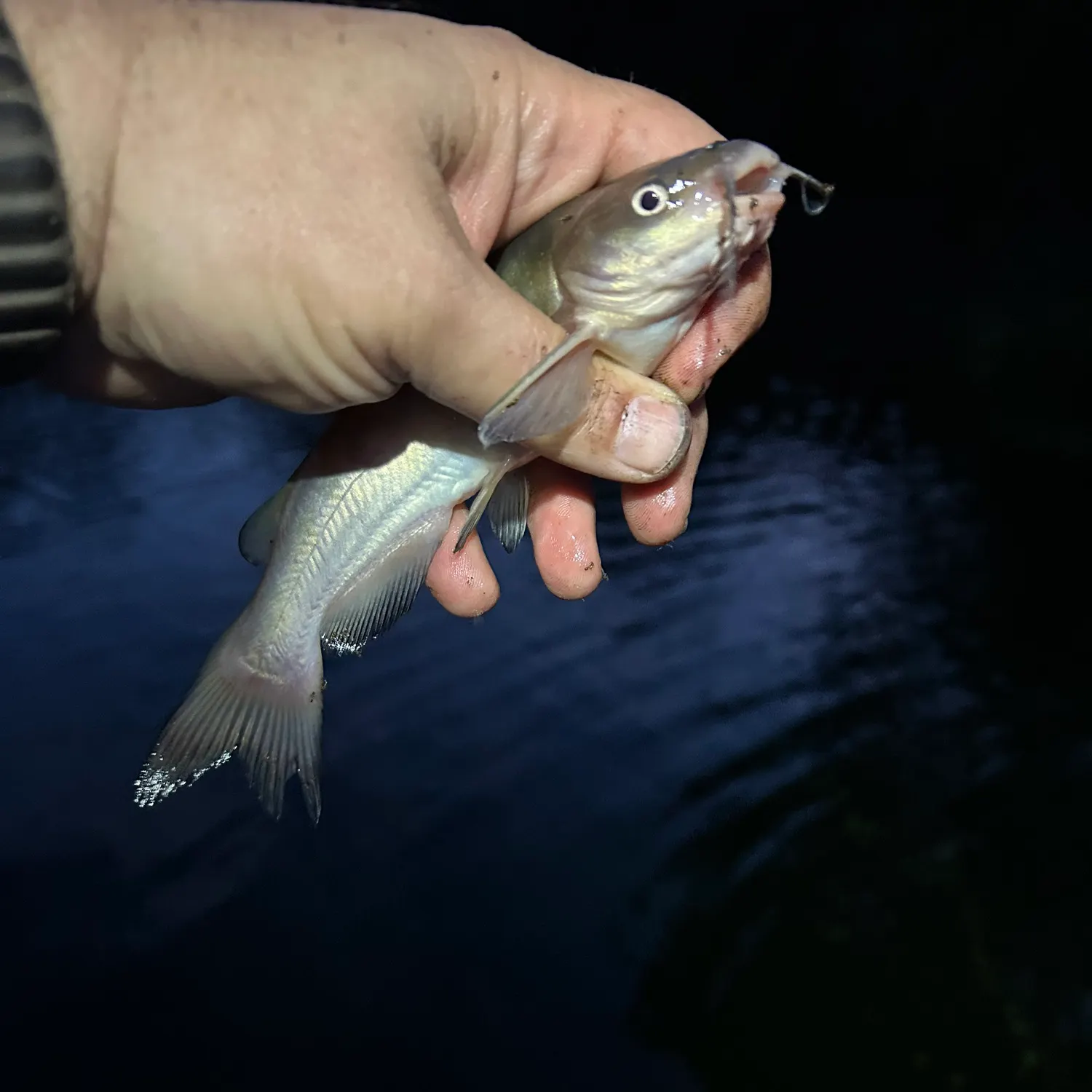 The most recent White bullhead catches on Fishbrain