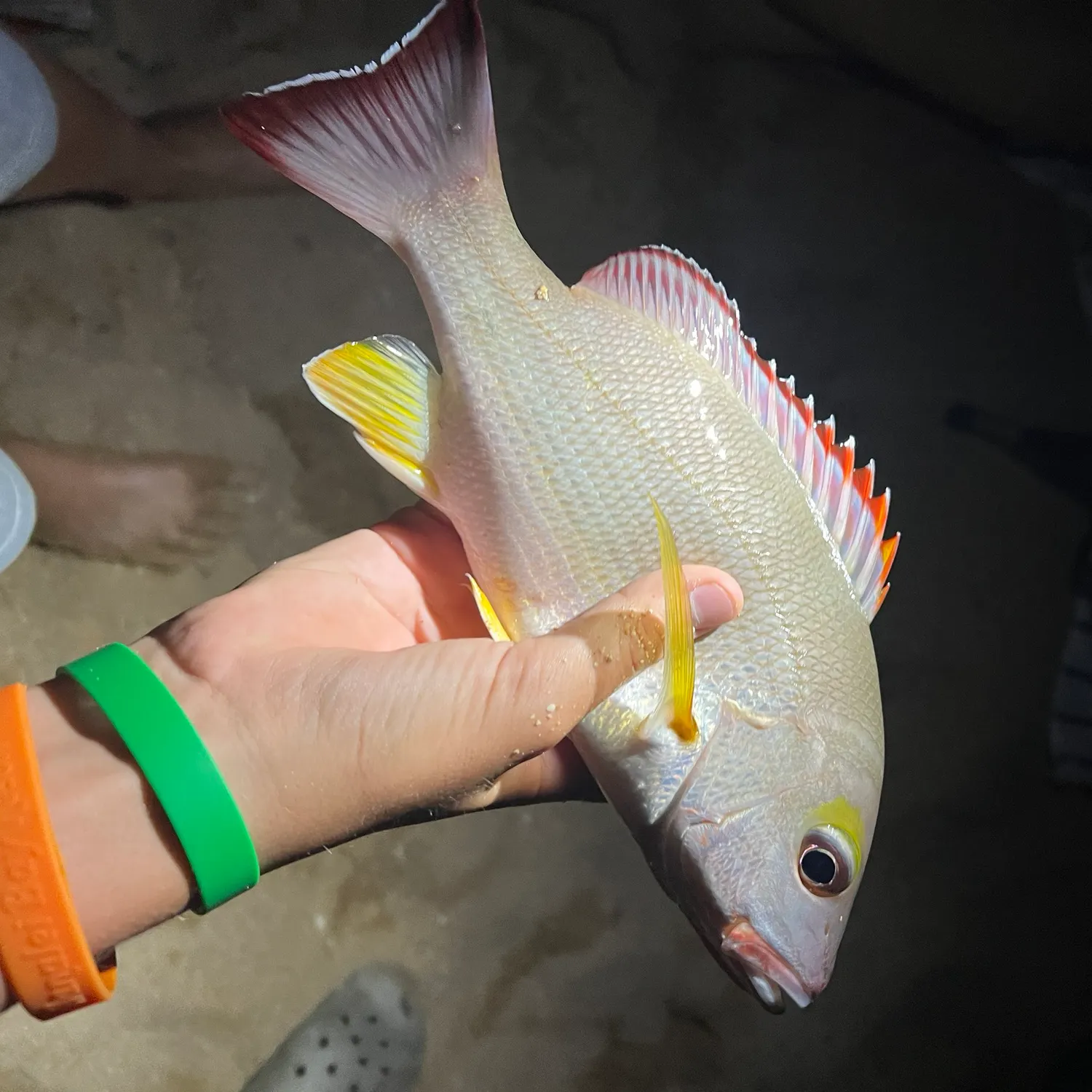 The most recent Blacktail snapper catches on Fishbrain