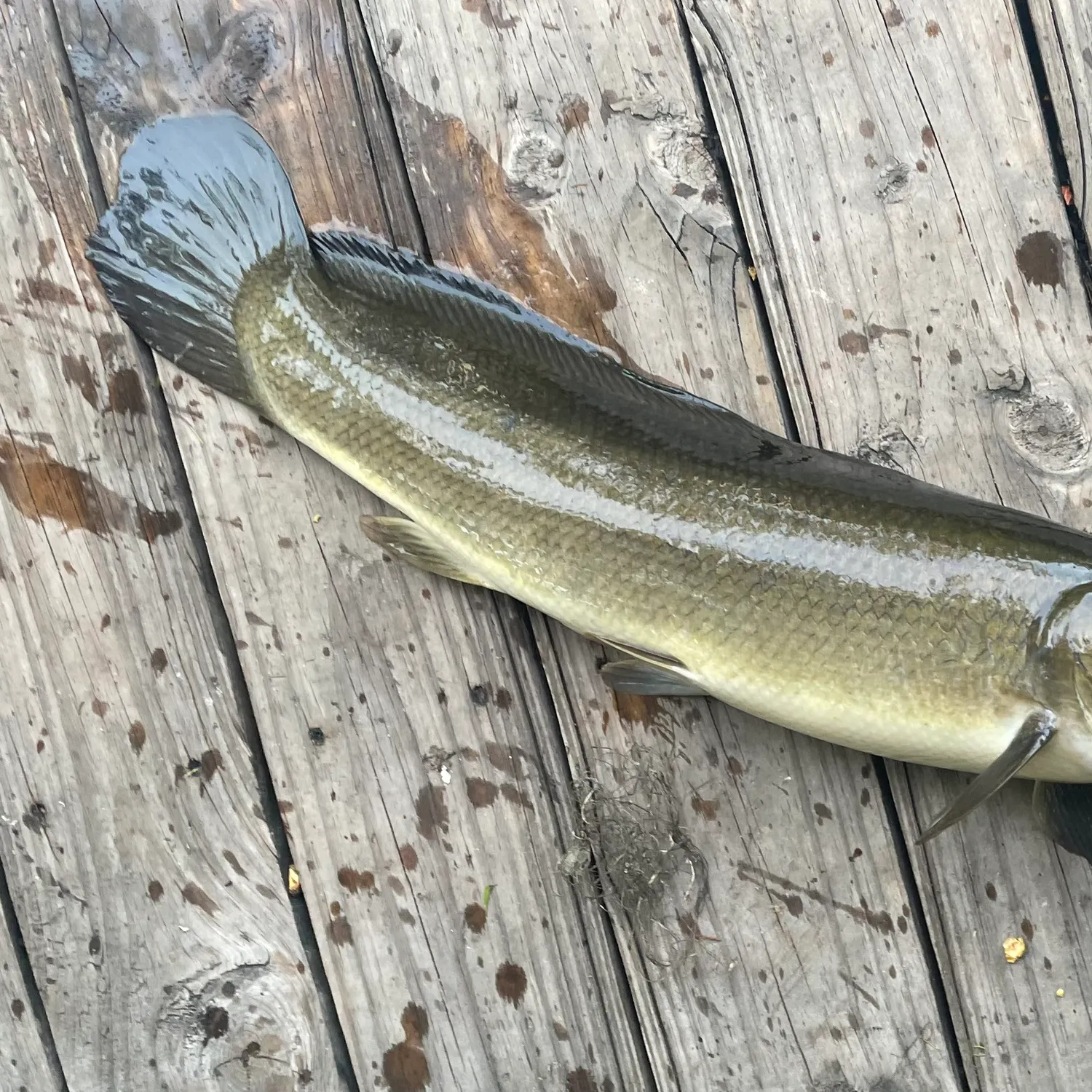 Ruddy bowfin caught on Fishbrain