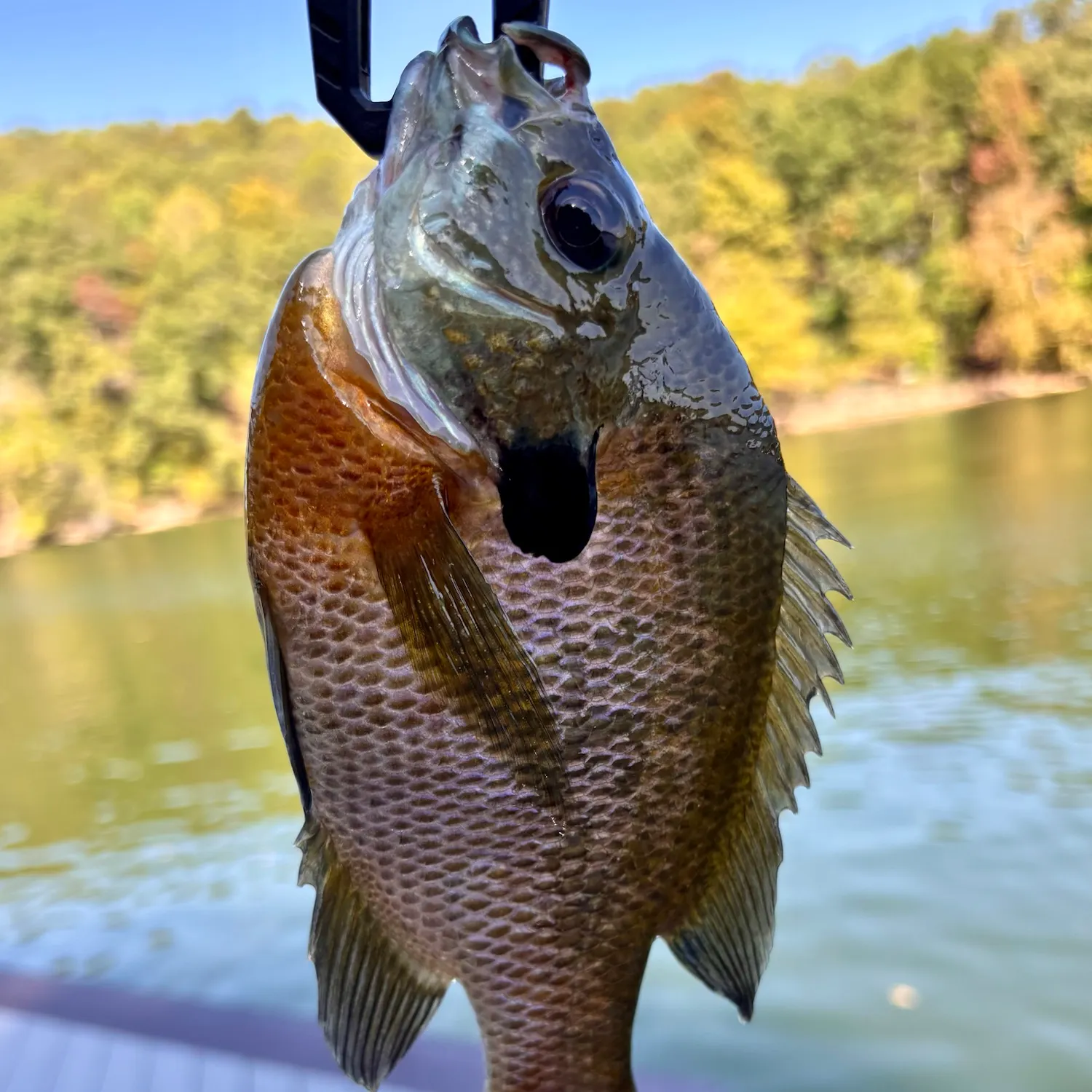 Bluegill caught on Fishbrain