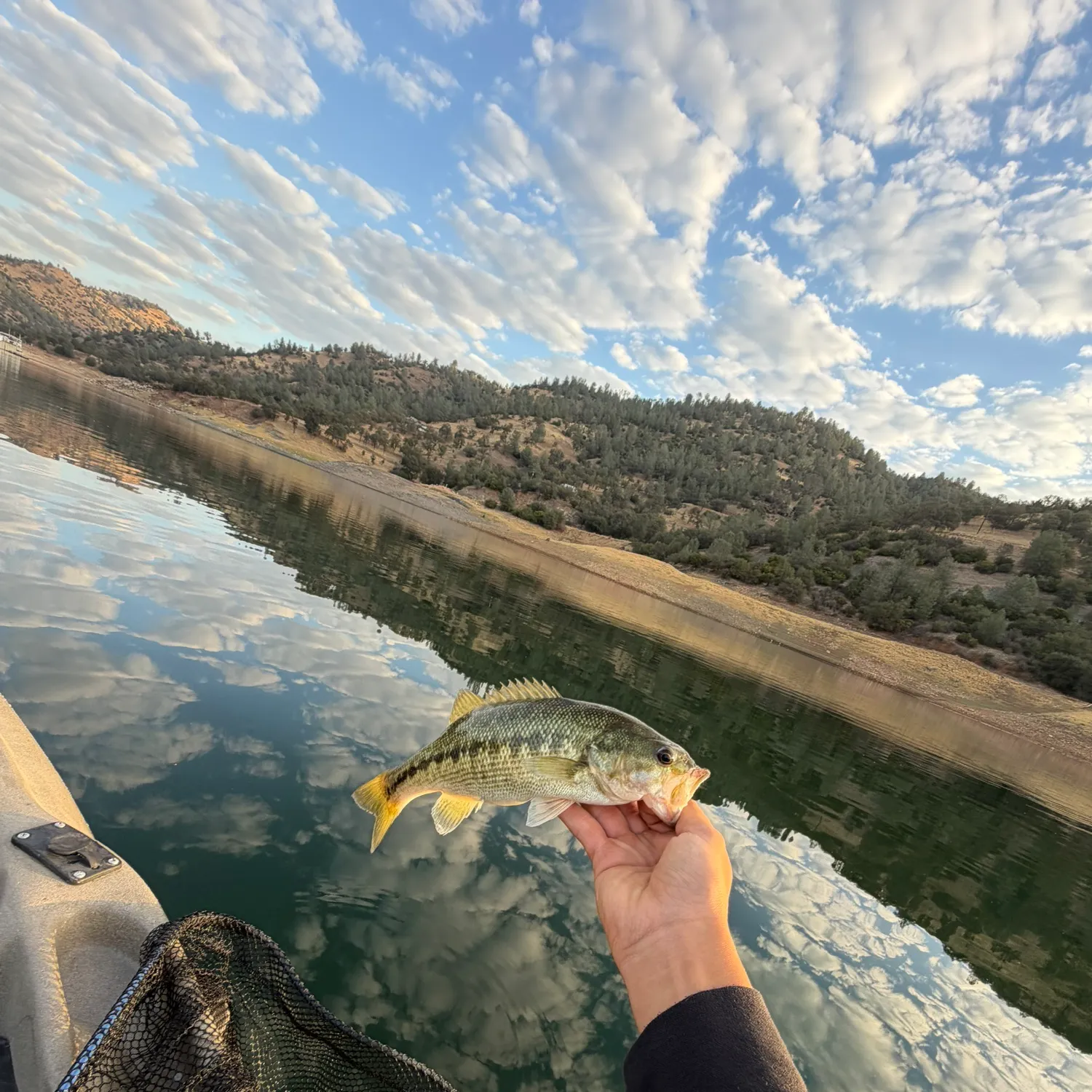 Spotted bass caught on Fishbrain