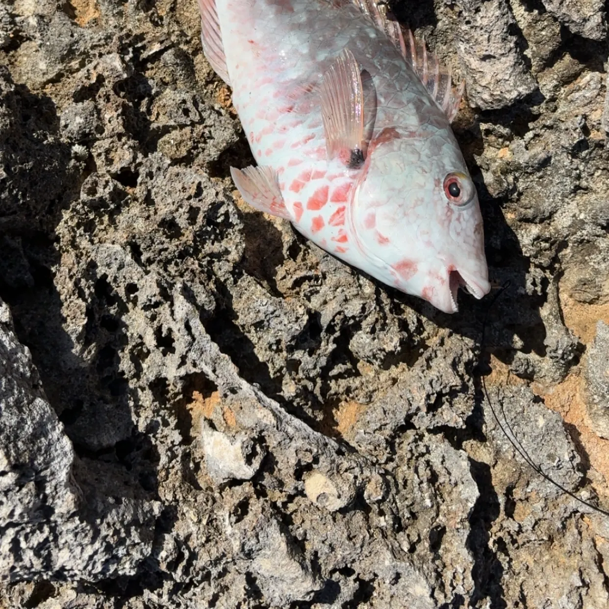 The most recent Redtail parrotfish catches on Fishbrain
