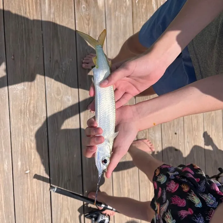The most recent Balao halfbeak catches on Fishbrain
