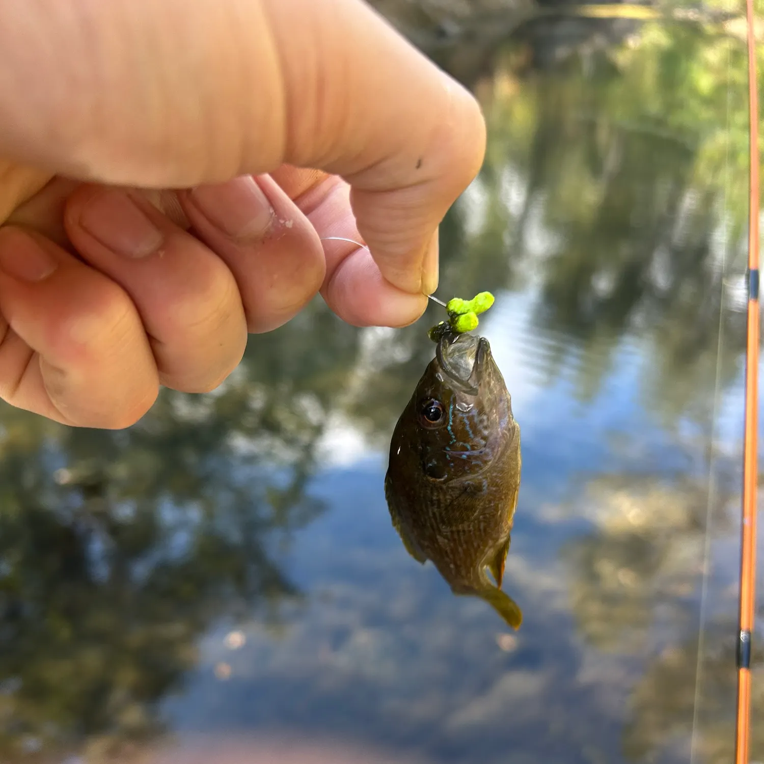 Bluegill caught on Fishbrain