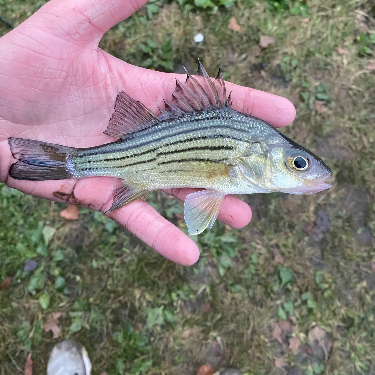 Yellow bass caught on Fishbrain