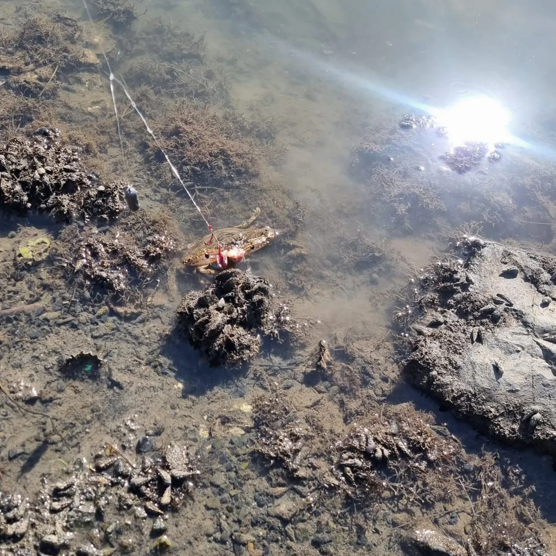 The most recent Blue swimmer crab catches on Fishbrain