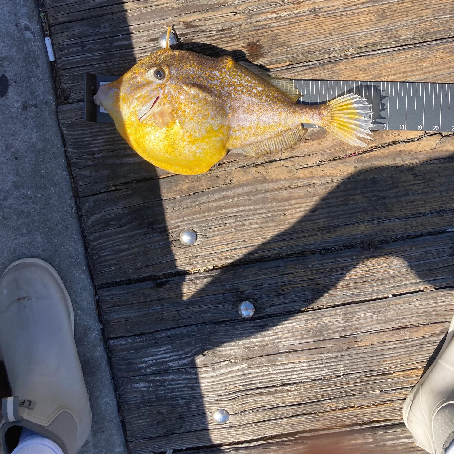 The most recent Orange filefish catches on Fishbrain