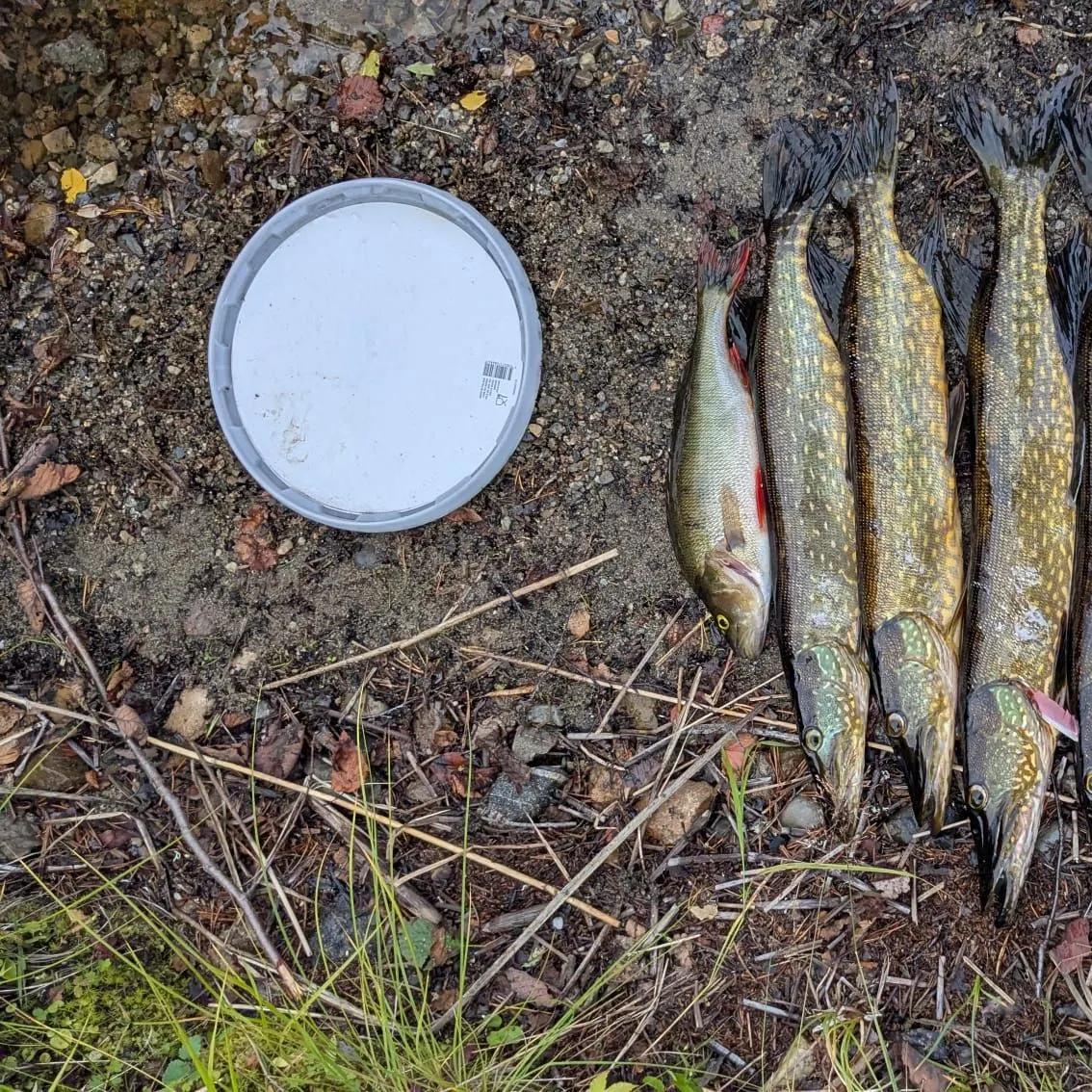 Northern pike caught on Fishbrain