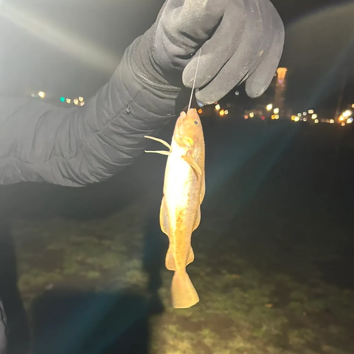 The most recent Atlantic tomcod catches on Fishbrain