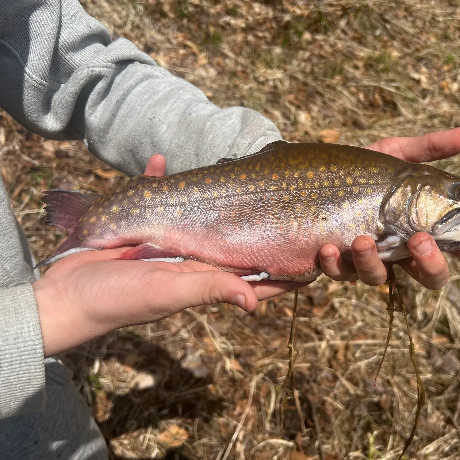 Brook trout caught on Fishbrain