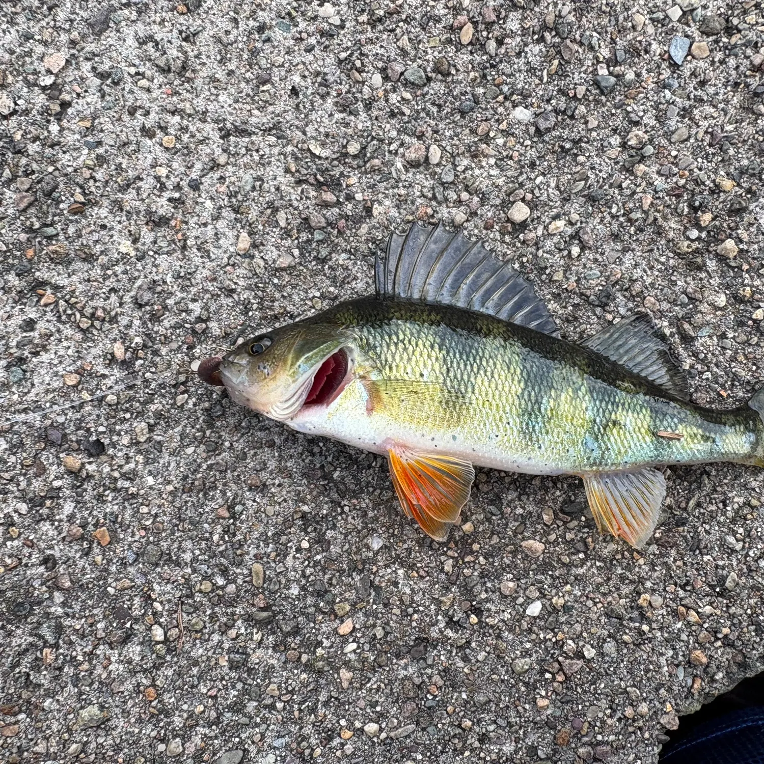Yellow perch caught on Fishbrain