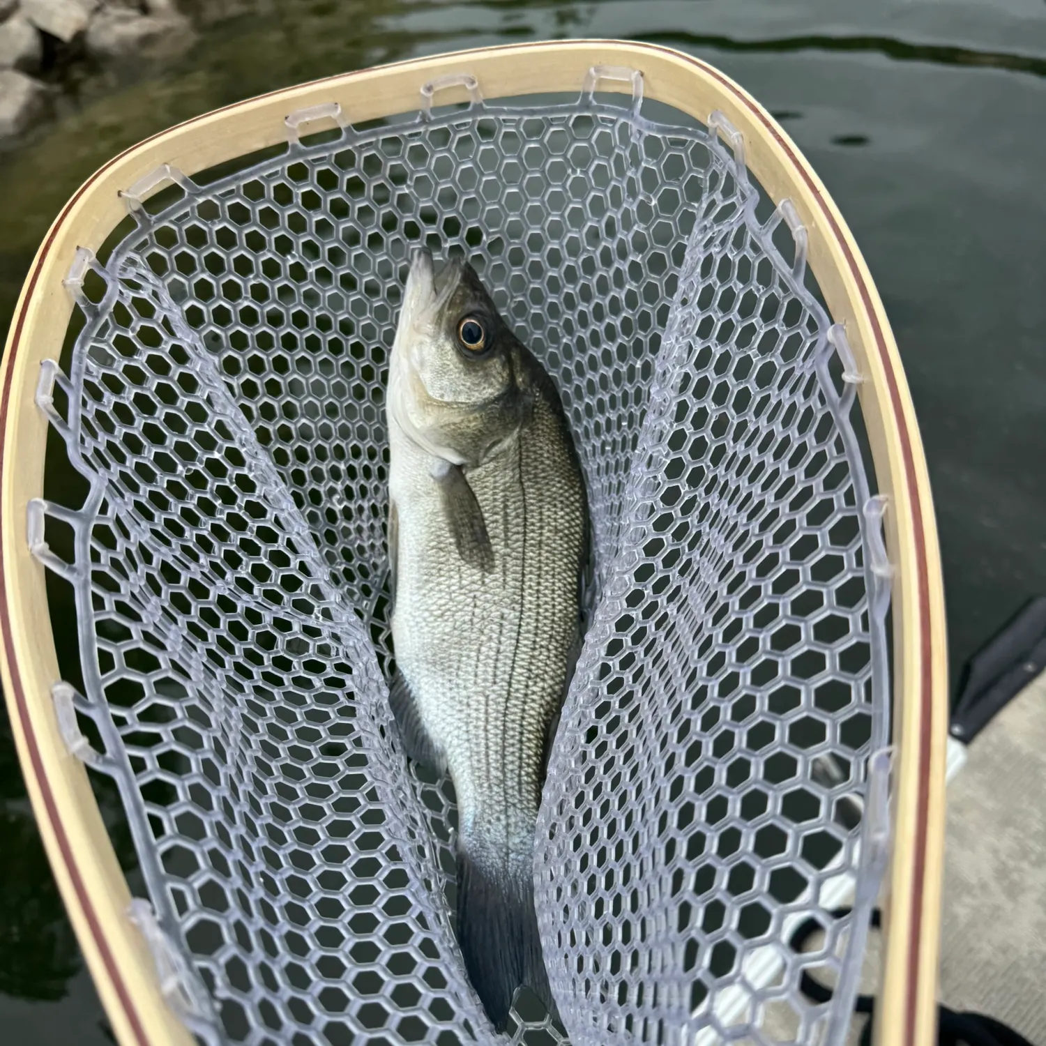 The most recent White bass catches on Fishbrain