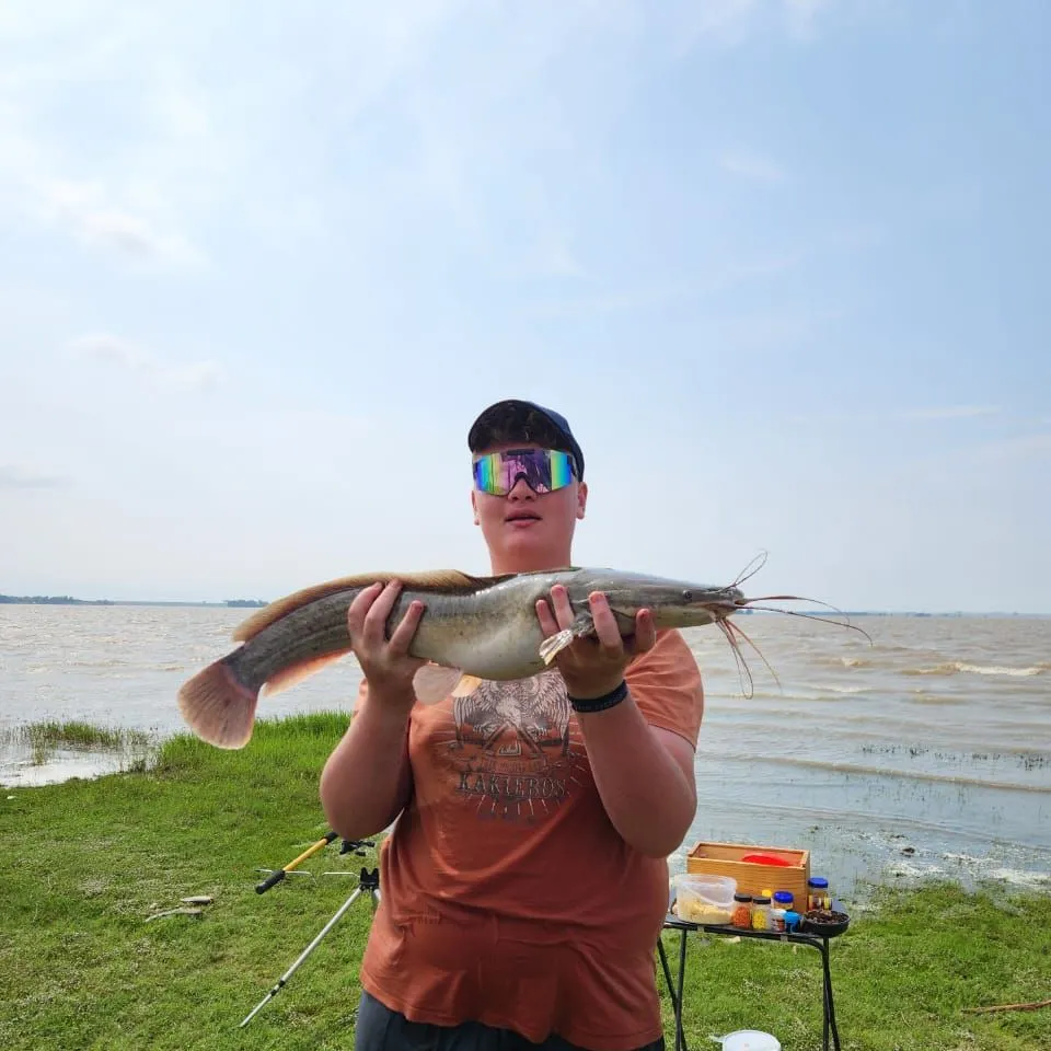 The most recent North African catfish catches on Fishbrain