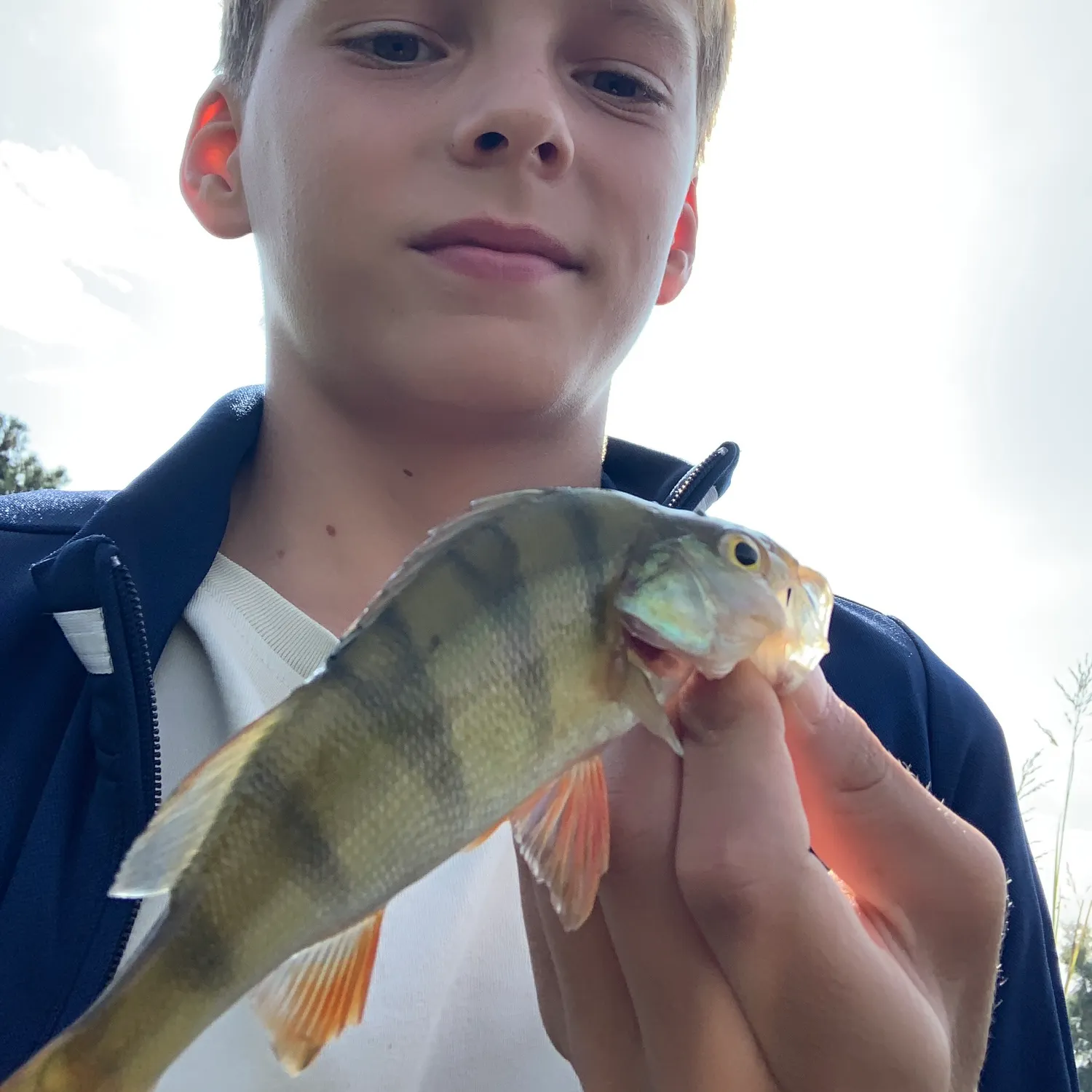 European perch caught on Fishbrain