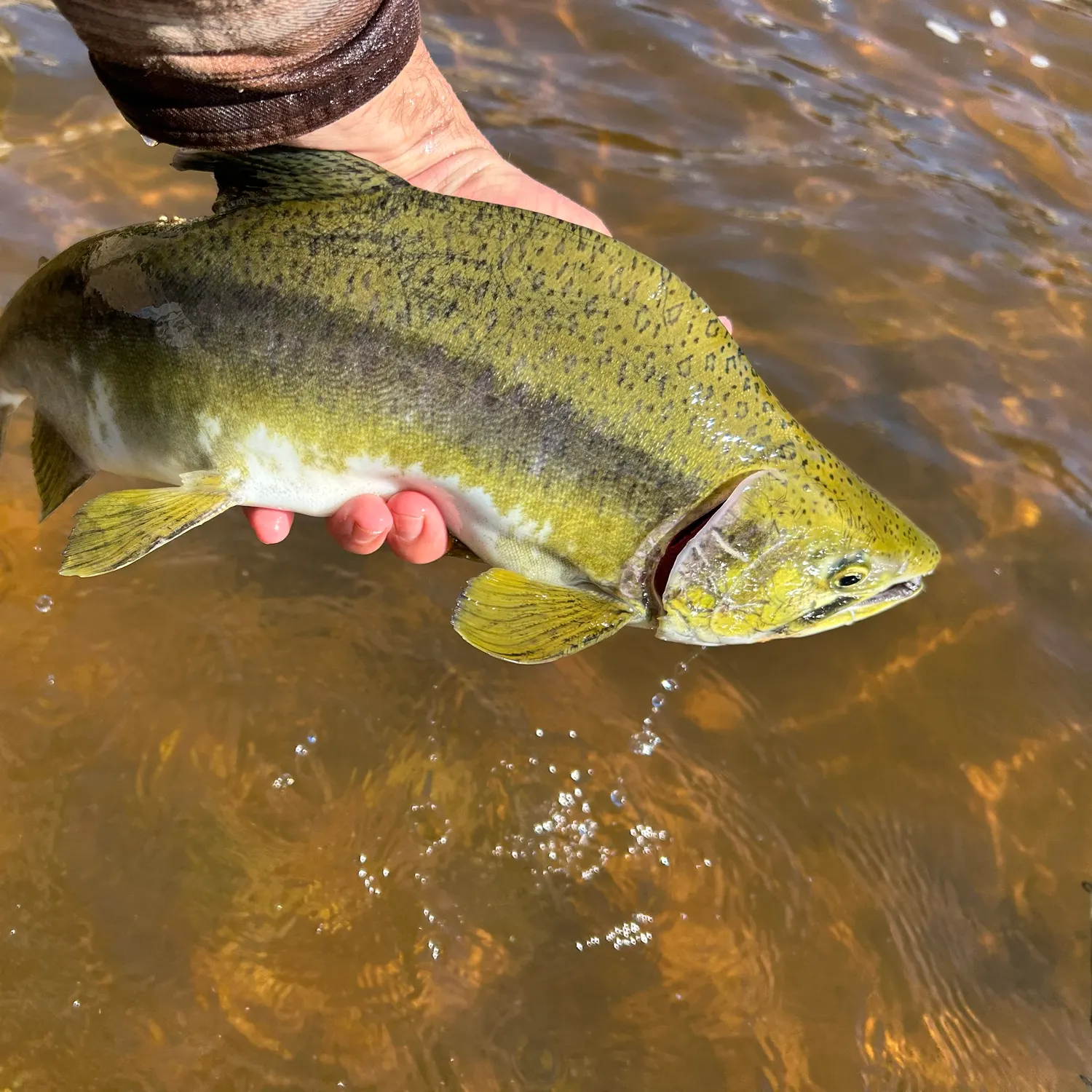 Pink salmon caught on Fishbrain