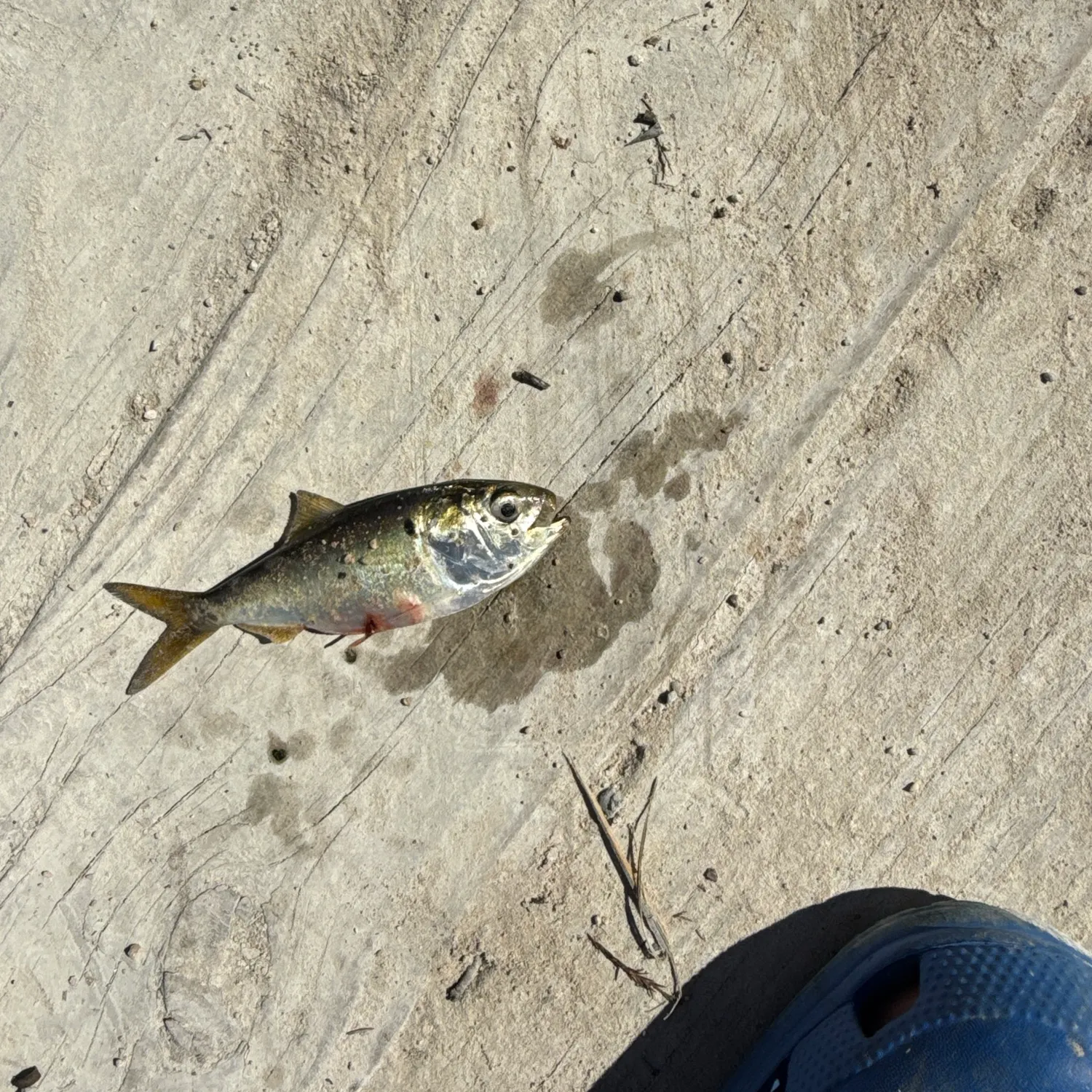 The most recent Yellowfin menhaden catches on Fishbrain