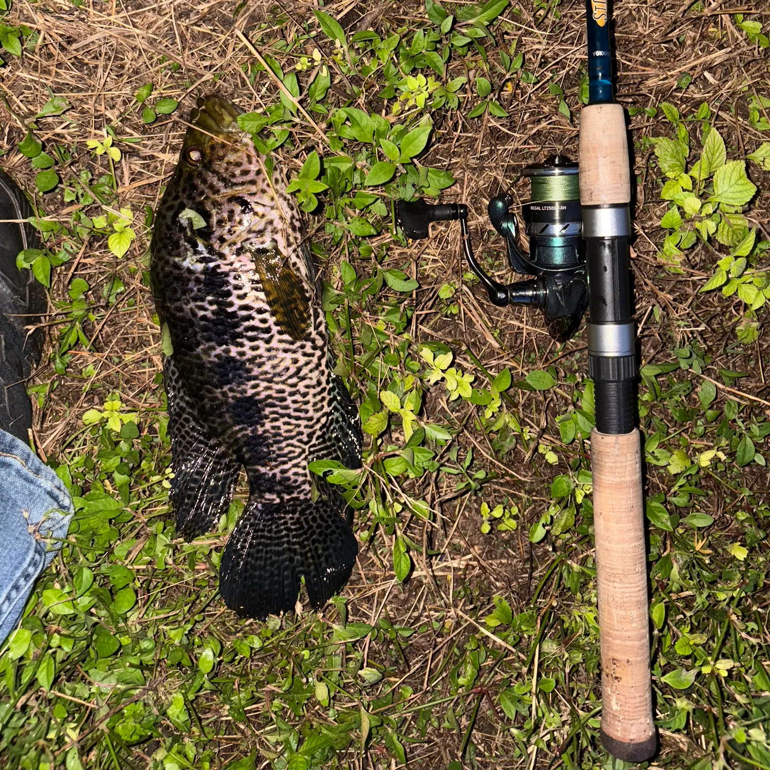 The most recent Jaguar cichlid catches on Fishbrain