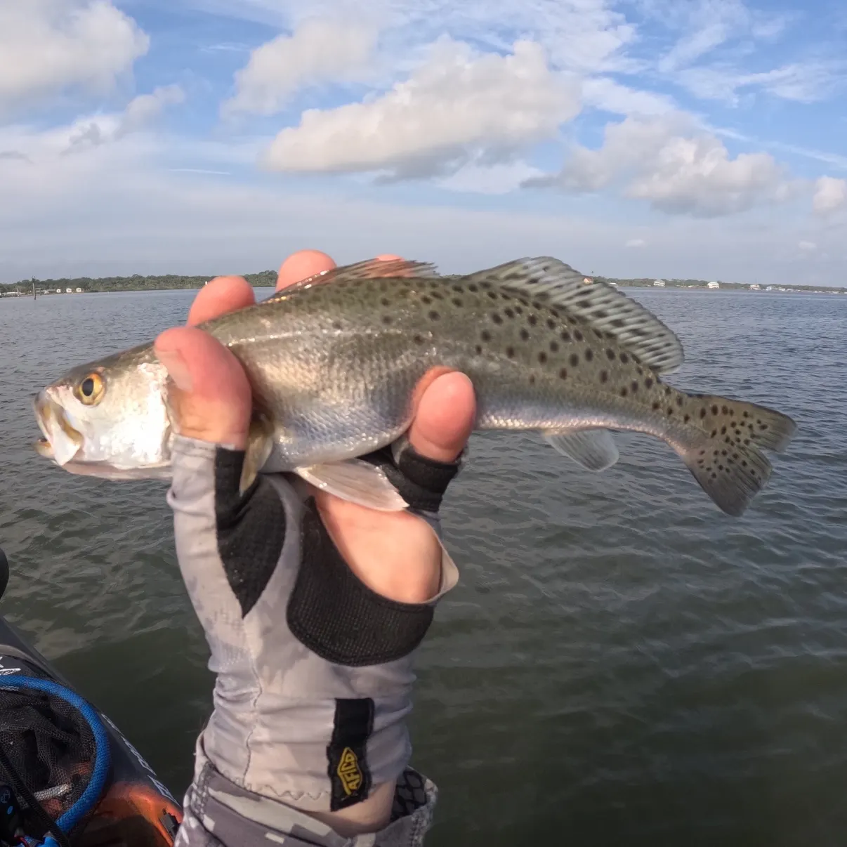 The most recent Spotted seatrout catches on Fishbrain