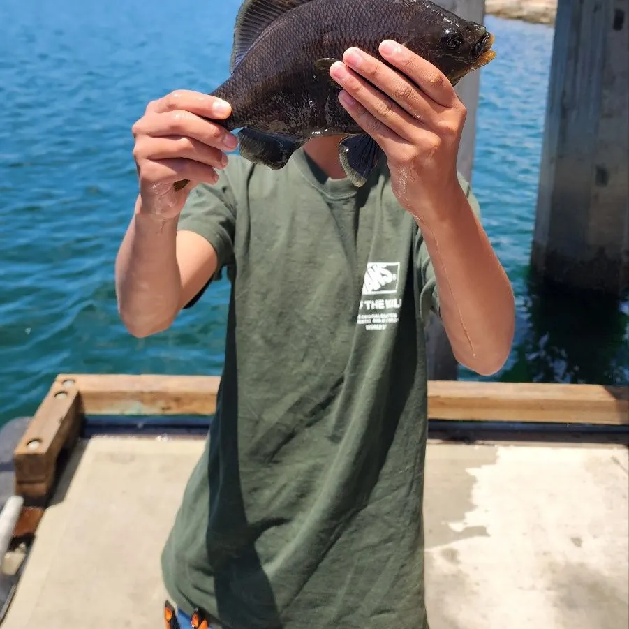 The most recent Black perch catches on Fishbrain