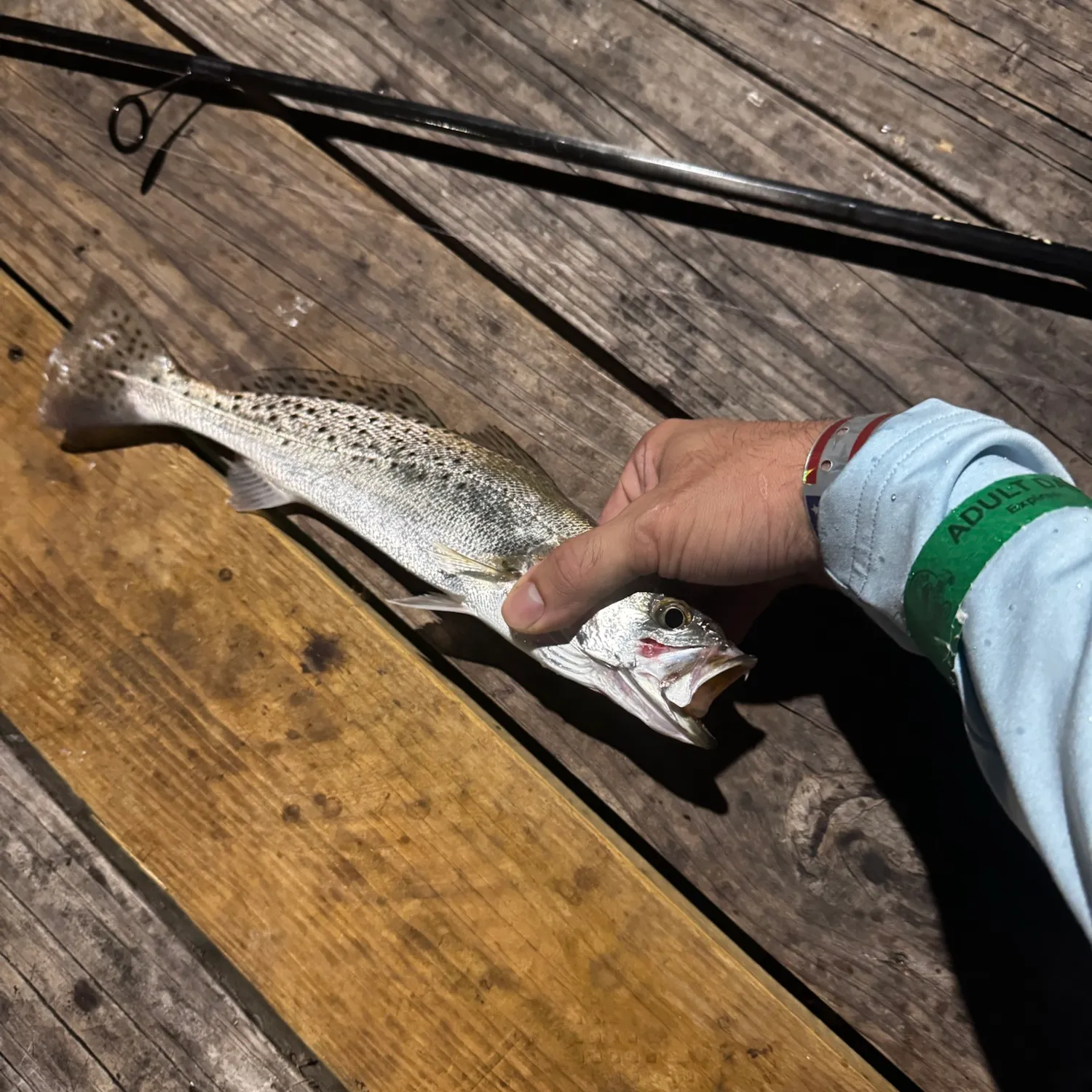Spotted seatrout caught on Fishbrain
