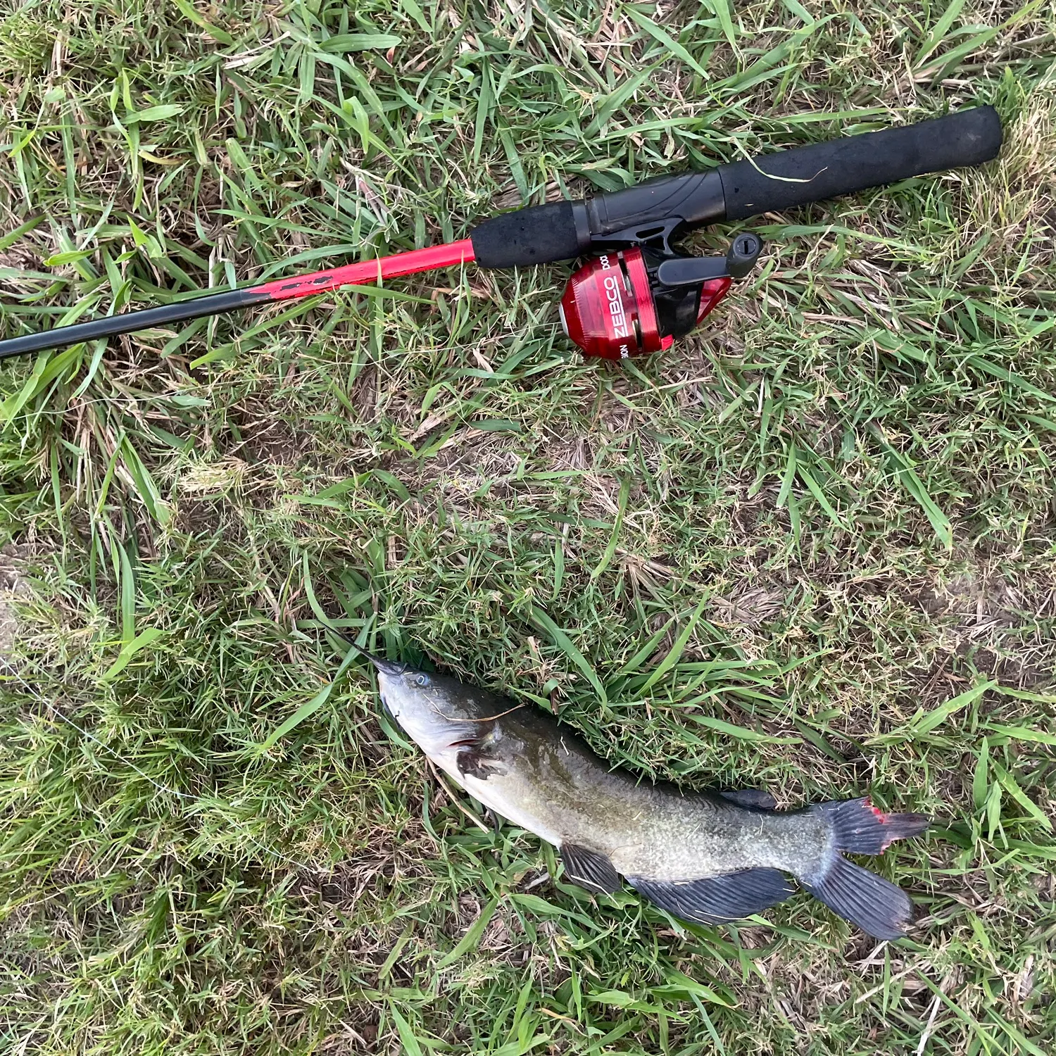 Channel catfish caught on Fishbrain