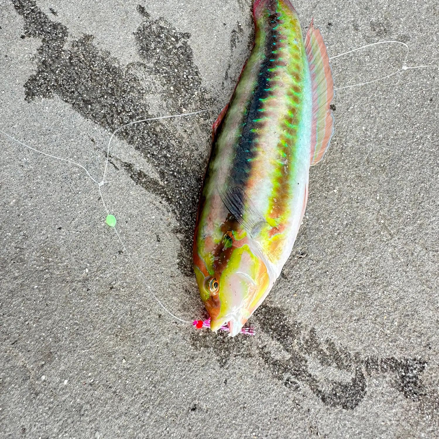 The most recent Slippery dick wrasse catches on Fishbrain