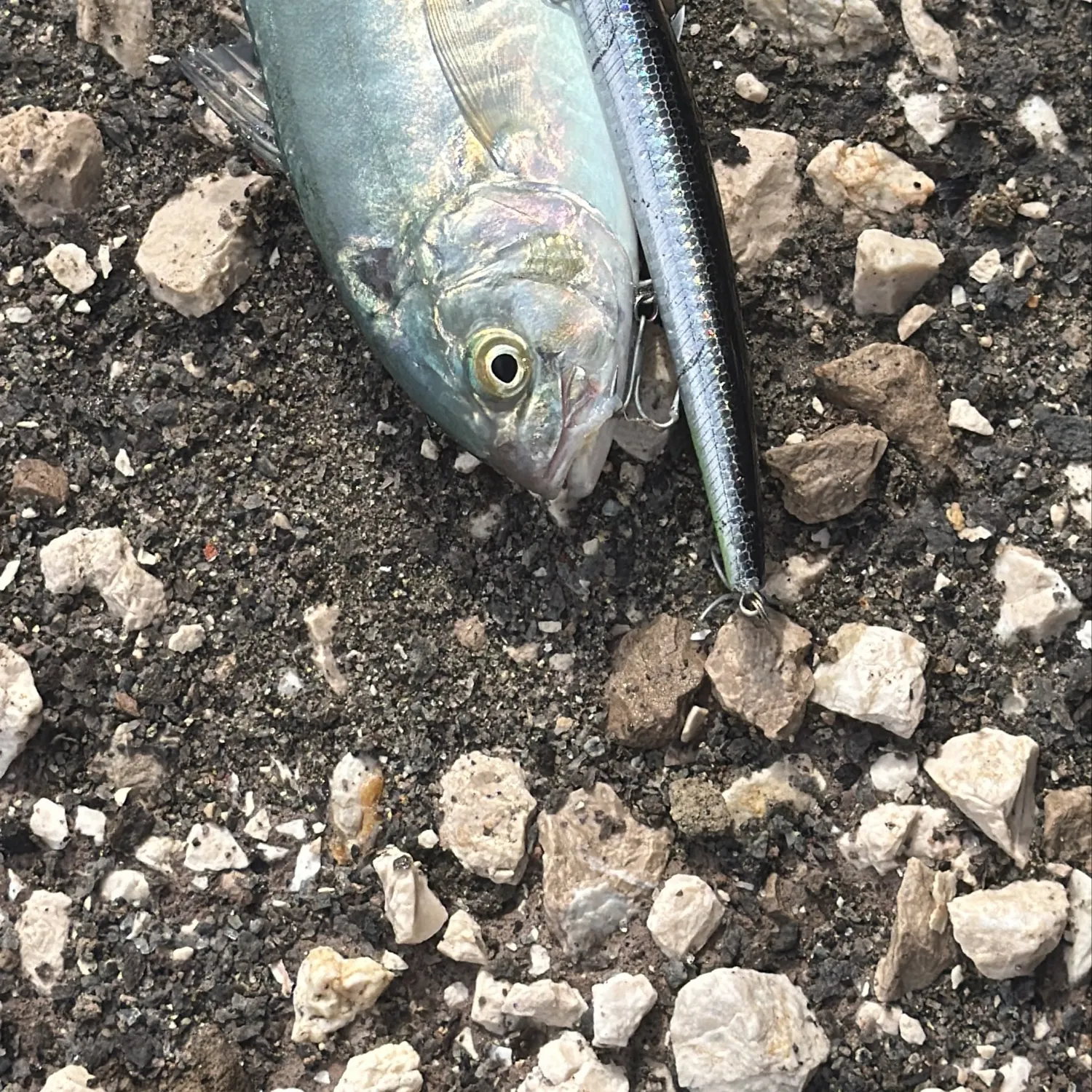 Blue runner caught on Fishbrain